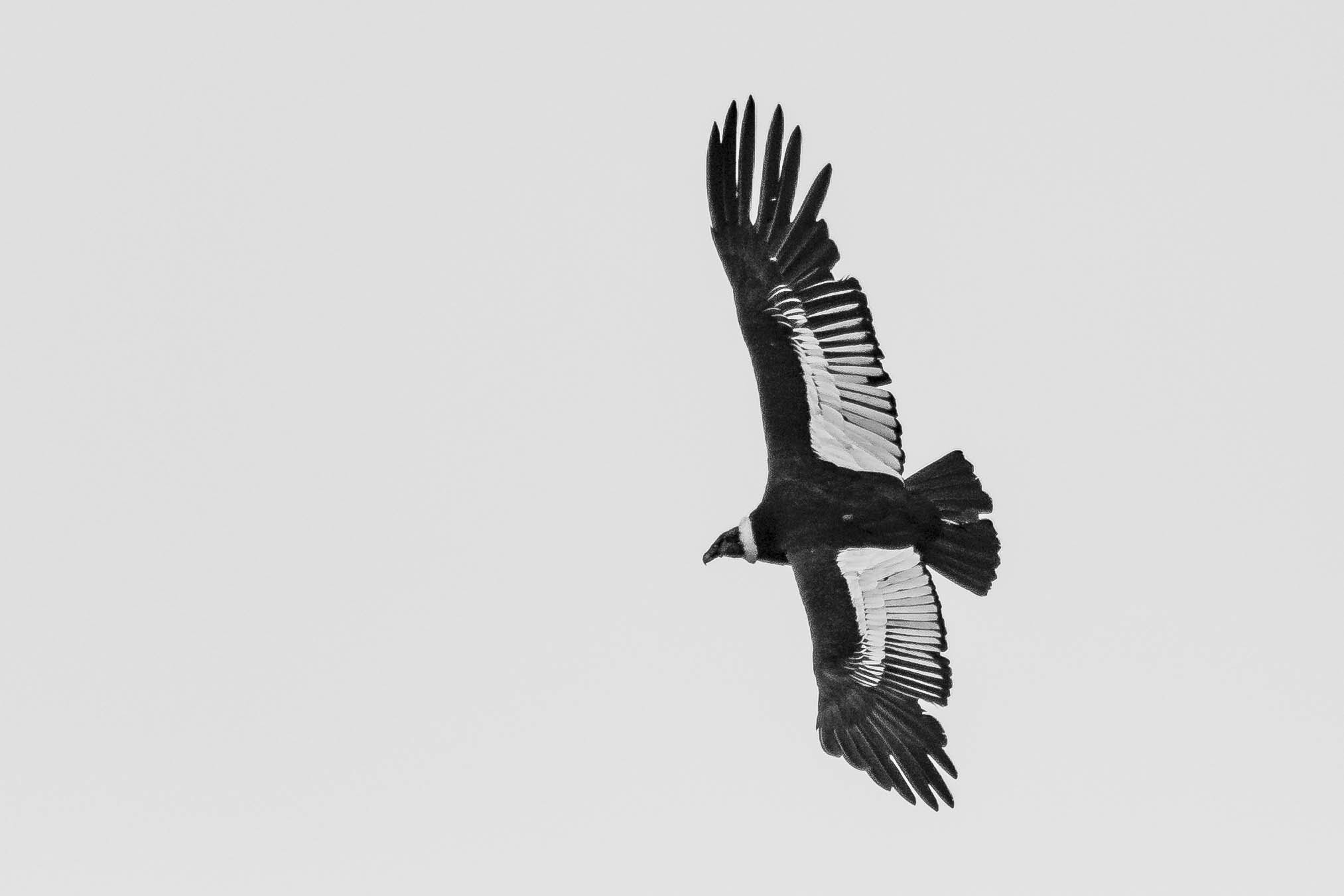 Sigma 150-500mm F5-6.3 DG OS HSM sample photo. Cóndor photography