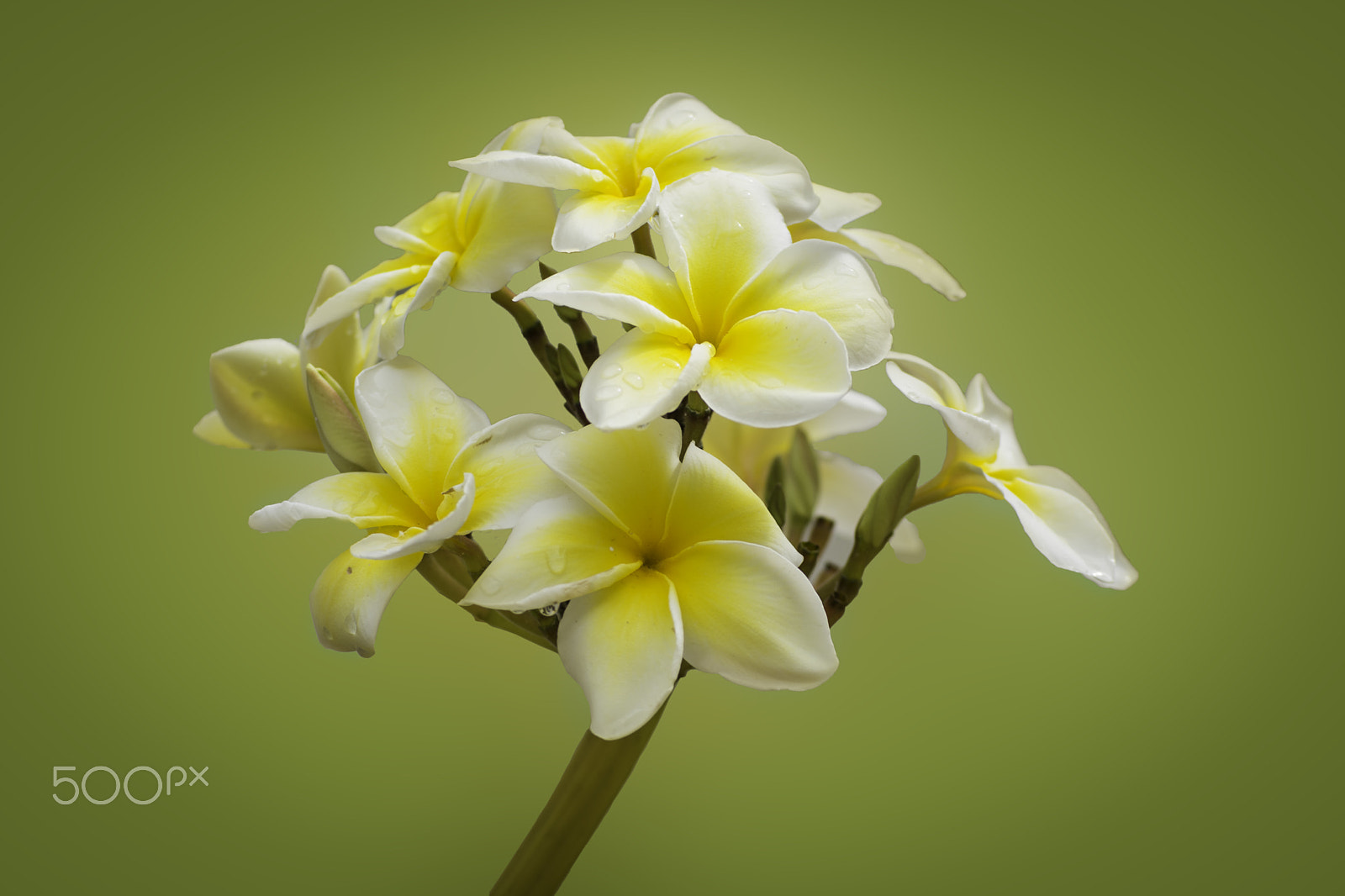 Nikon D7100 sample photo. Plumeria photography