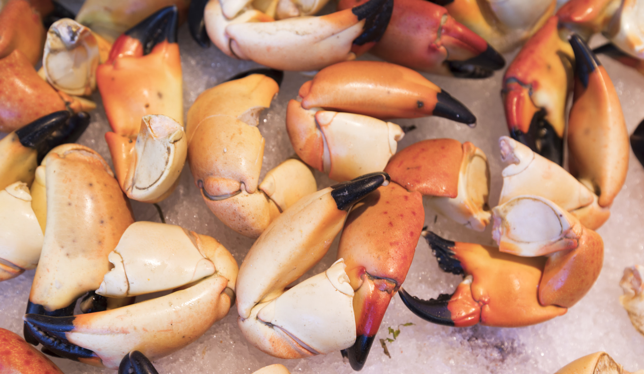 Canon EOS 5D Mark IV sample photo. Seafood market. photography