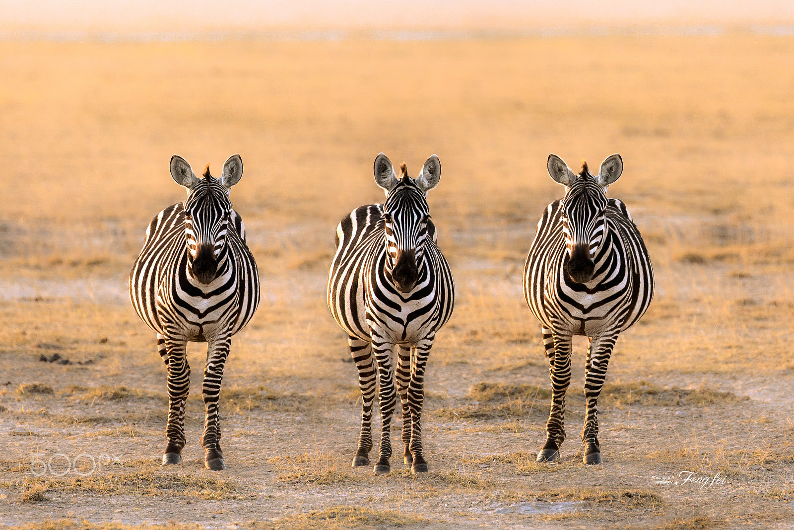 Canon EOS-1D X sample photo. Zebra in the masai mara photography