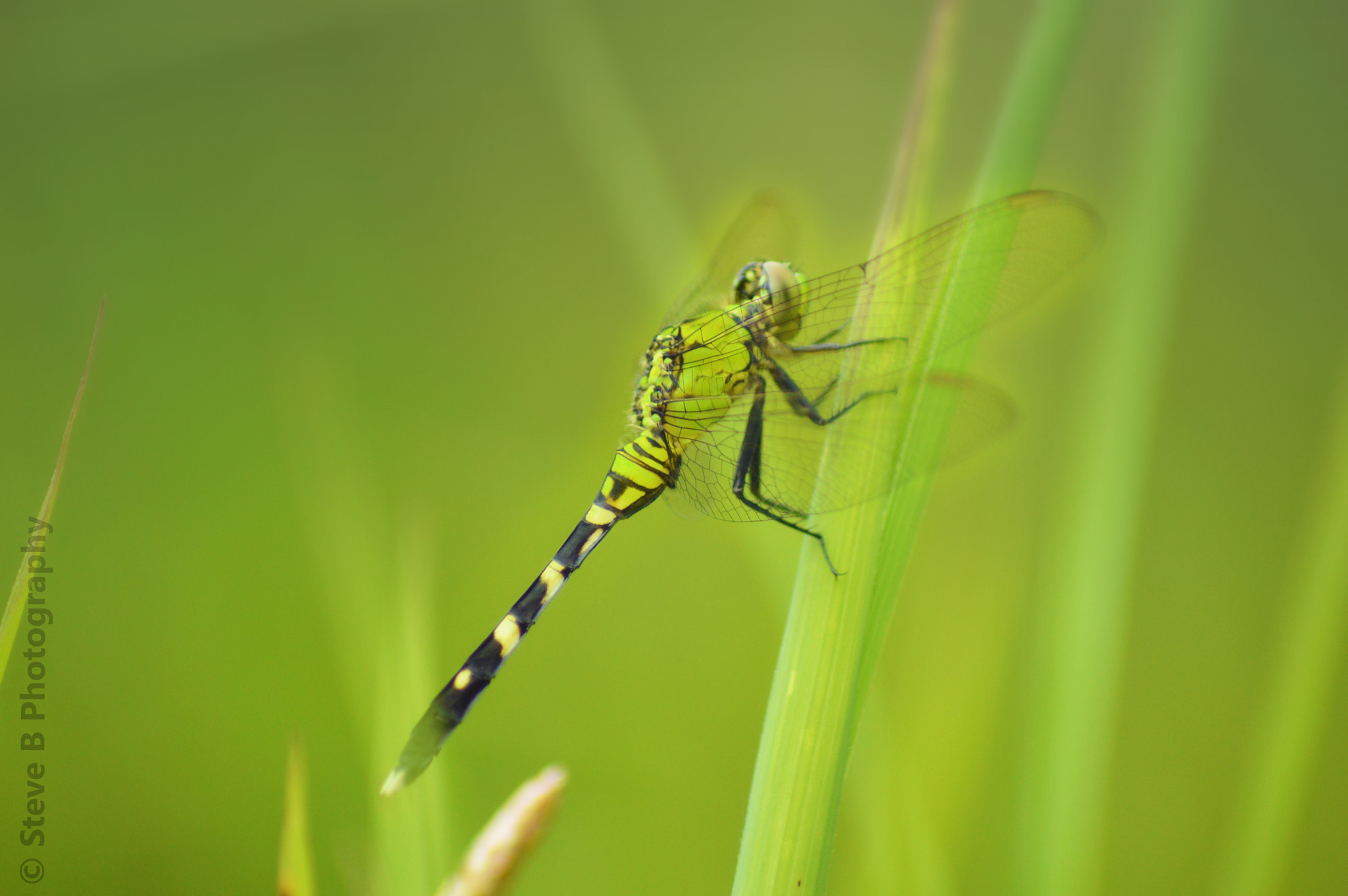 Nikon D3200 sample photo. Eastern pondhawk photography