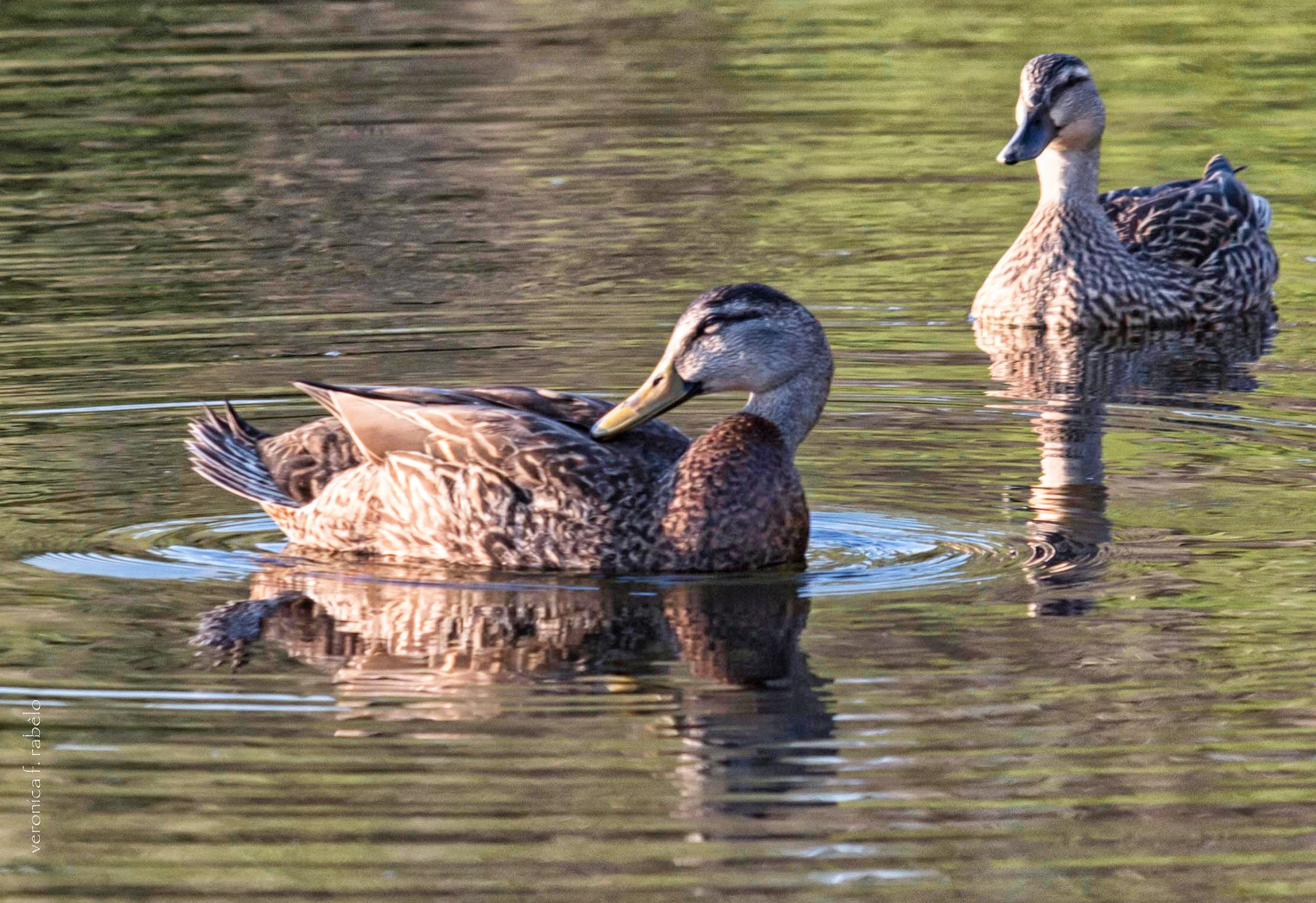 Canon EF 70-200mm F2.8L USM sample photo. Friday's date night photography
