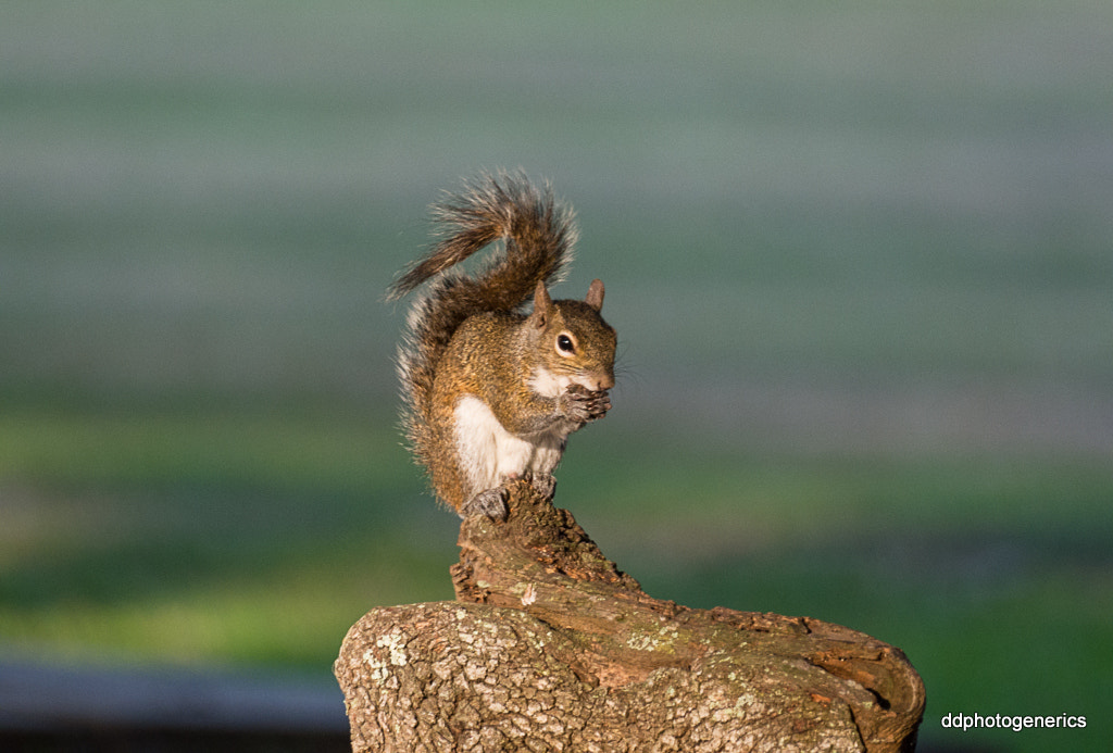 Olympus Zuiko Digital ED 70-300mm F4.0-5.6 sample photo. One true friend... photography