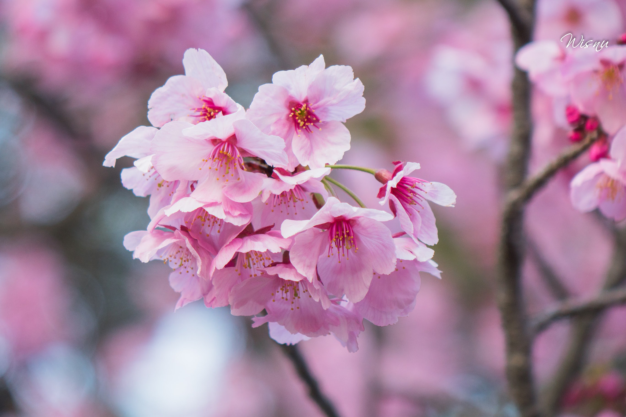 24-200mm F2.8 sample photo. Cherry blossom, sakura photography