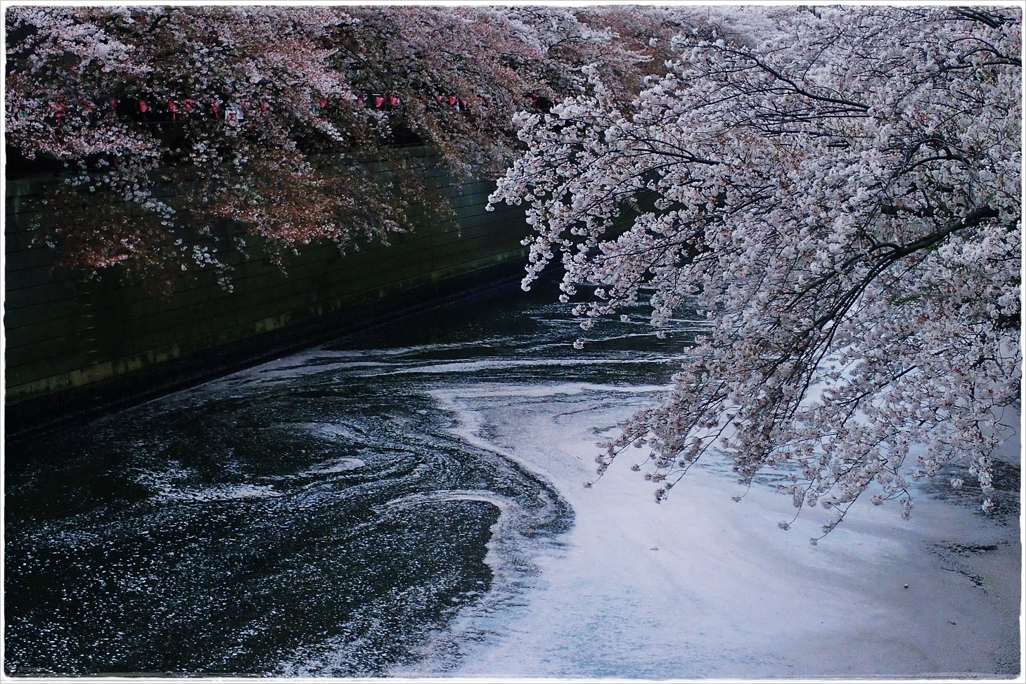 Olympus TG-3 sample photo. The meguro river photography