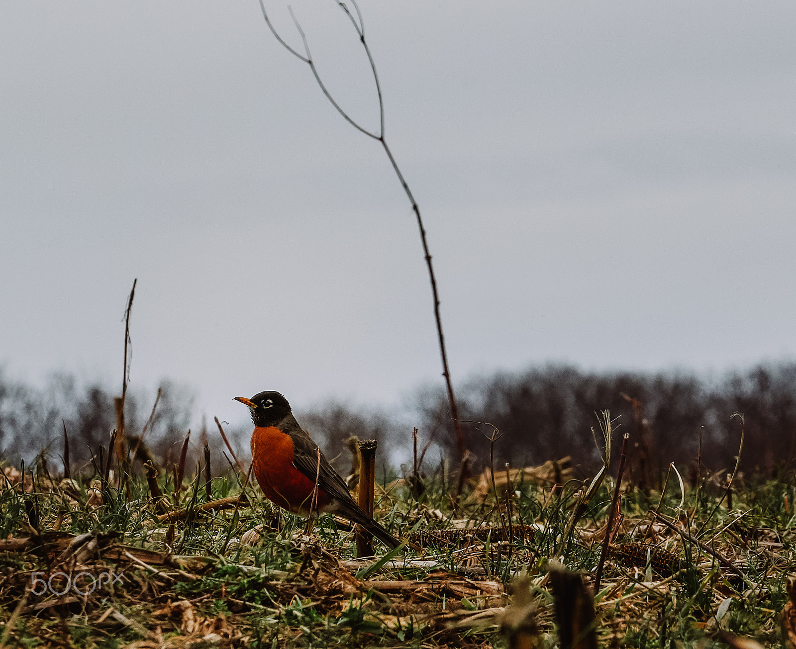 Canon EOS 1200D (EOS Rebel T5 / EOS Kiss X70 / EOS Hi) sample photo. Mud and bird photography