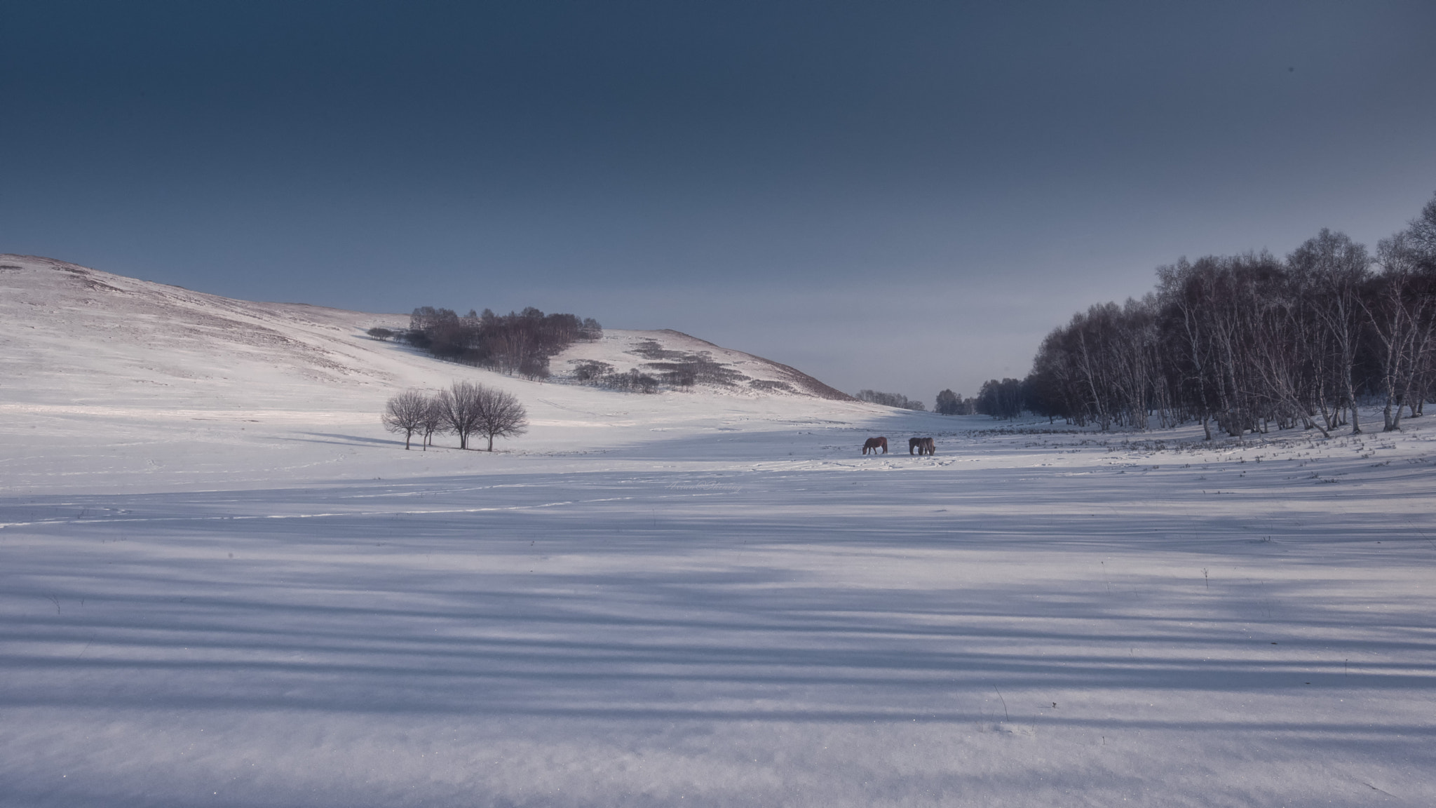 Nikon D810 sample photo. In the snow world photography