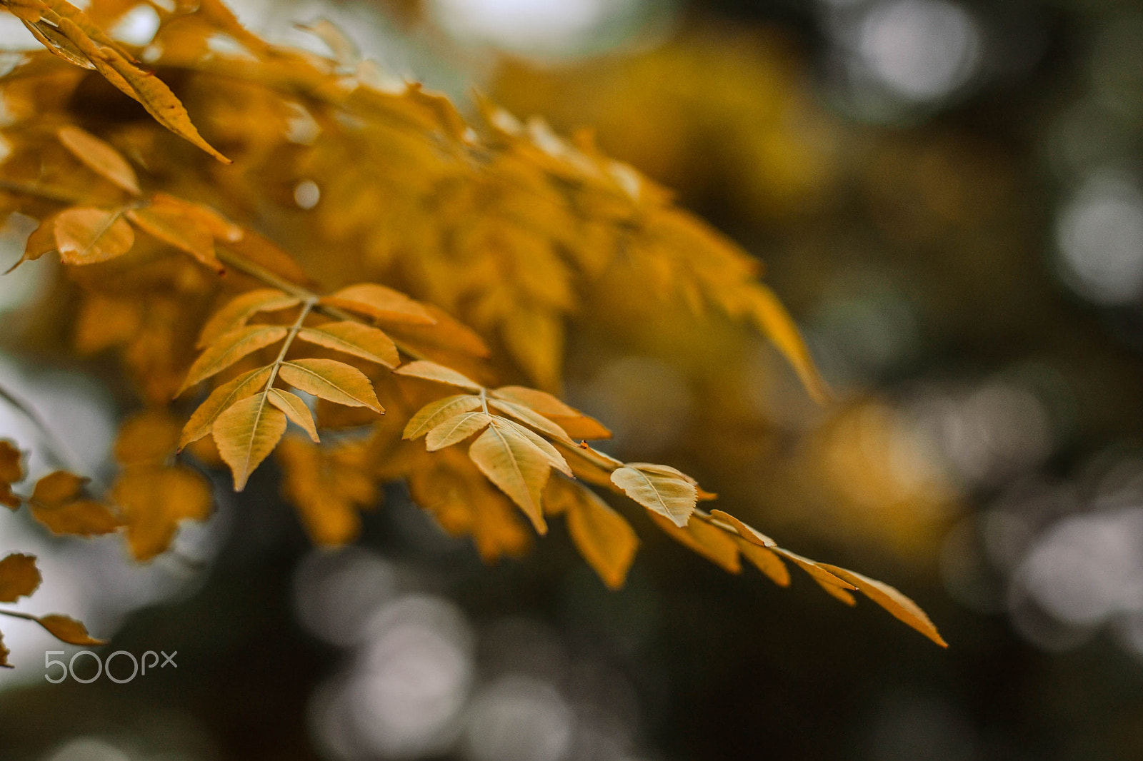 Nikon D3100 + Nikon AF-S Nikkor 50mm F1.8G sample photo. Yellowing photography