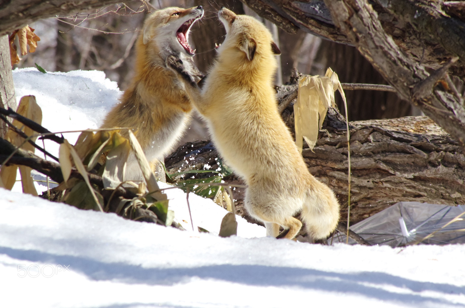 Pentax K-5 + Pentax smc DA 55-300mm F4.0-5.8 ED sample photo. Fighting foxes photography