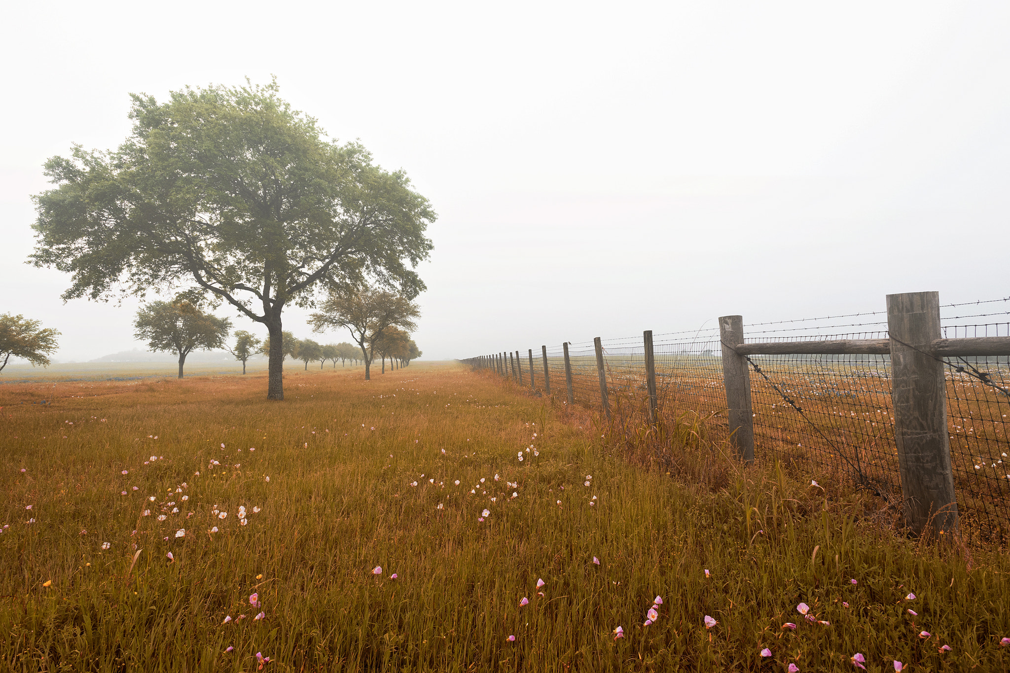 Nikon D800 sample photo. Morning summer photography