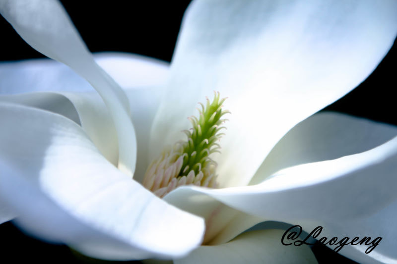 Canon EOS 700D (EOS Rebel T5i / EOS Kiss X7i) + Canon TS-E 90mm F2.8 Tilt-Shift sample photo. 花儿 photography