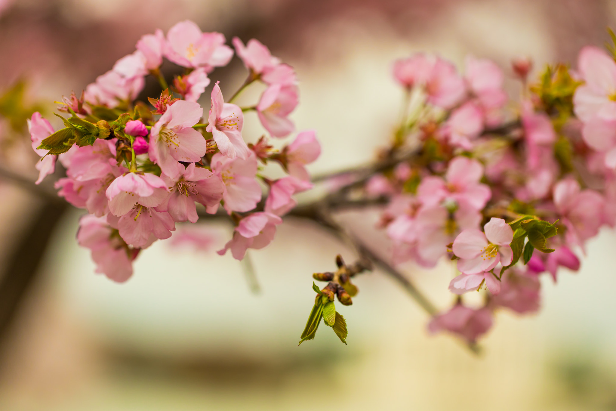 Canon EF 100mm F2.8L Macro IS USM sample photo. Cherry blossoms photography