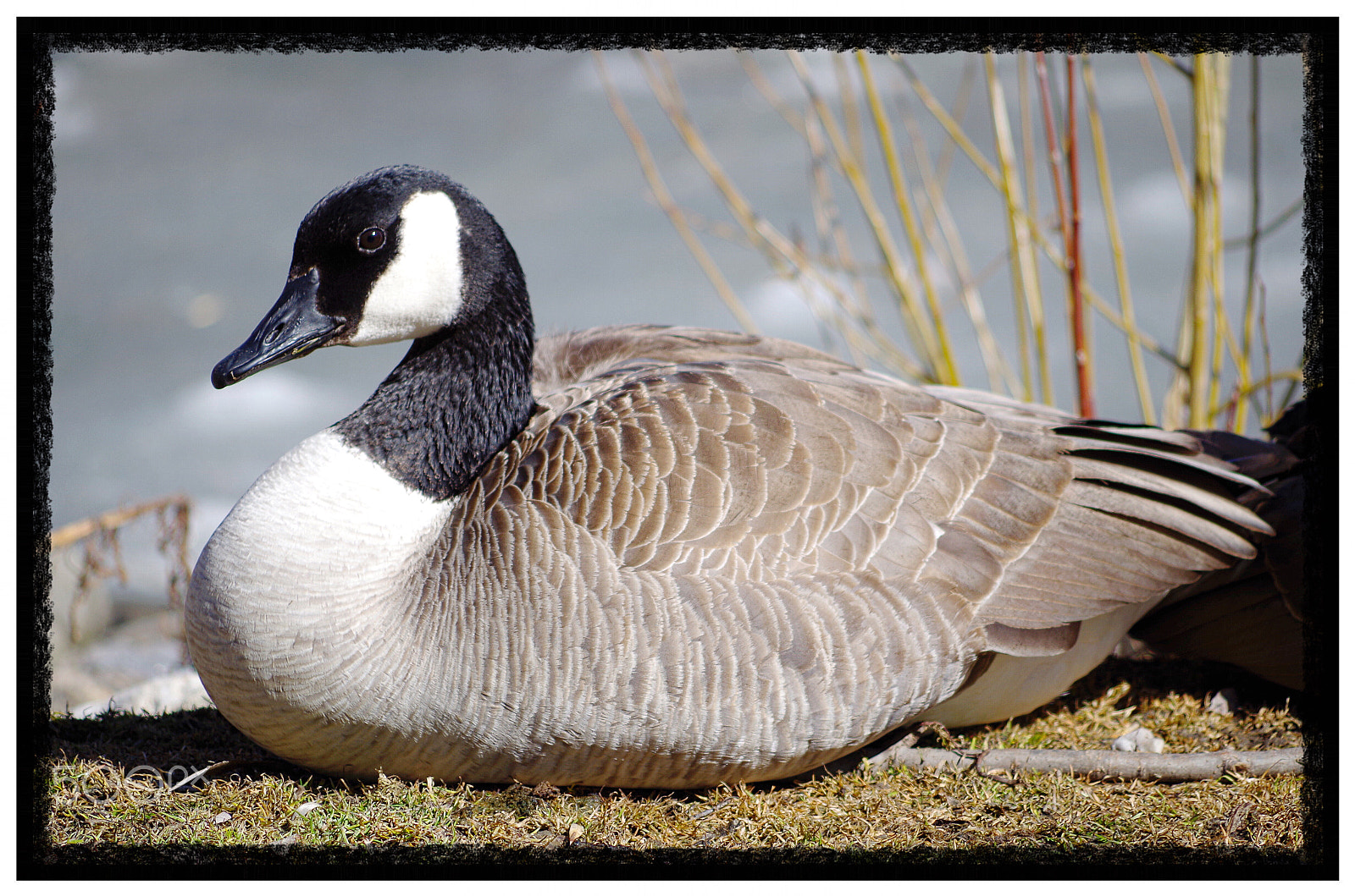 smc PENTAX-DA L 55-300mm F4-5.8 ED sample photo. Goose photography