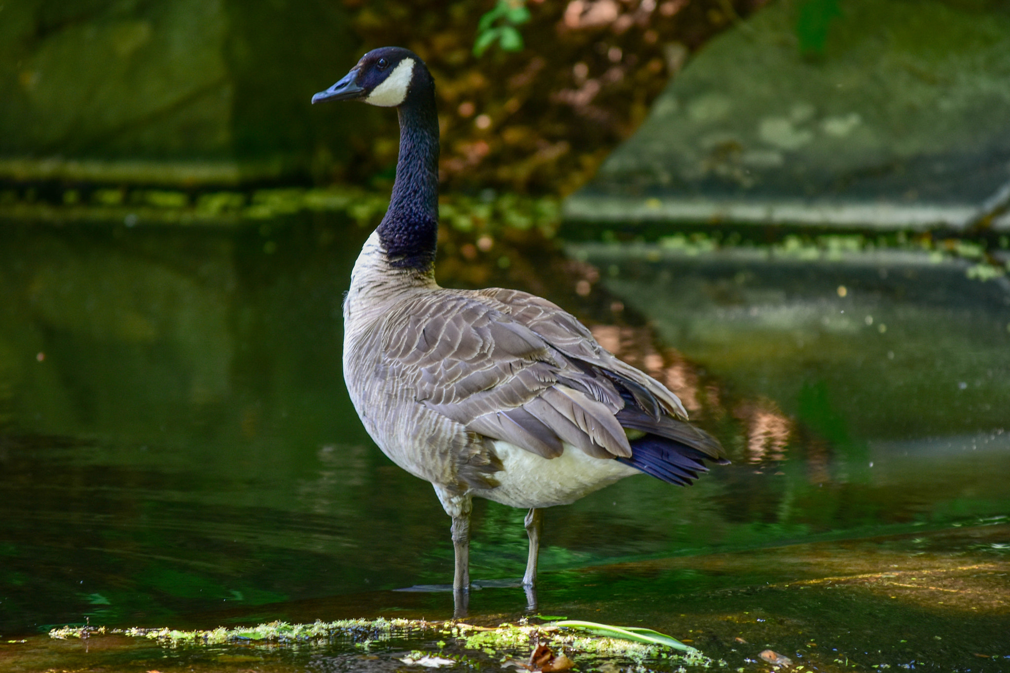 Nikon D7200 + Nikon AF-S DX Nikkor 55-300mm F4.5-5.6G ED VR sample photo. Canadian goose hanging at vanderbilt mansion photography