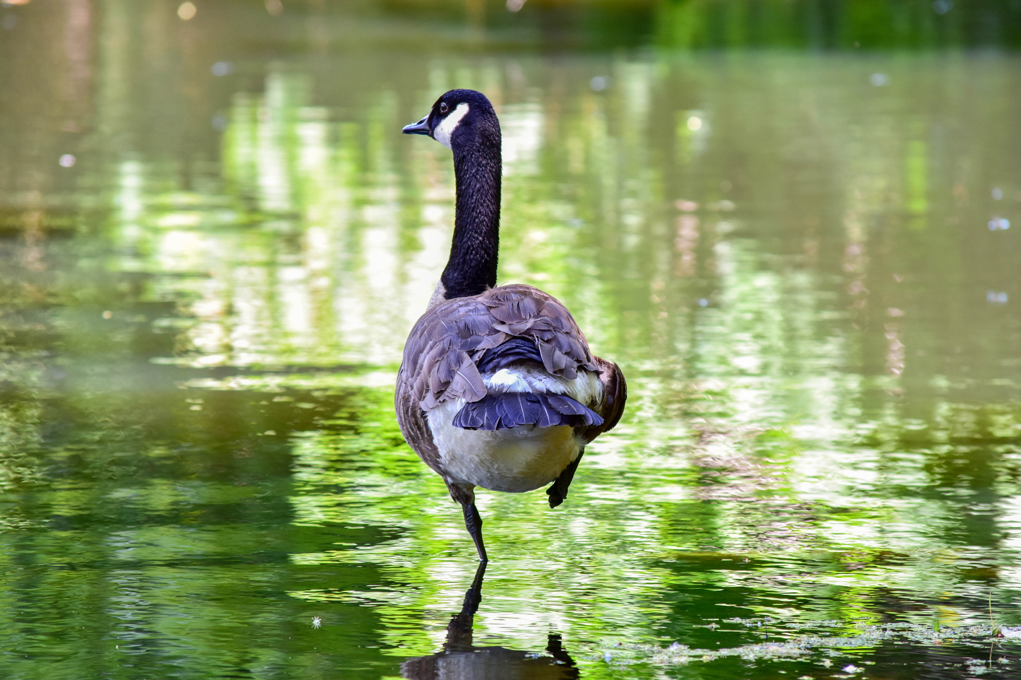 Nikon D7200 sample photo. Canadian goose hanging at vanderbilt mansion photography