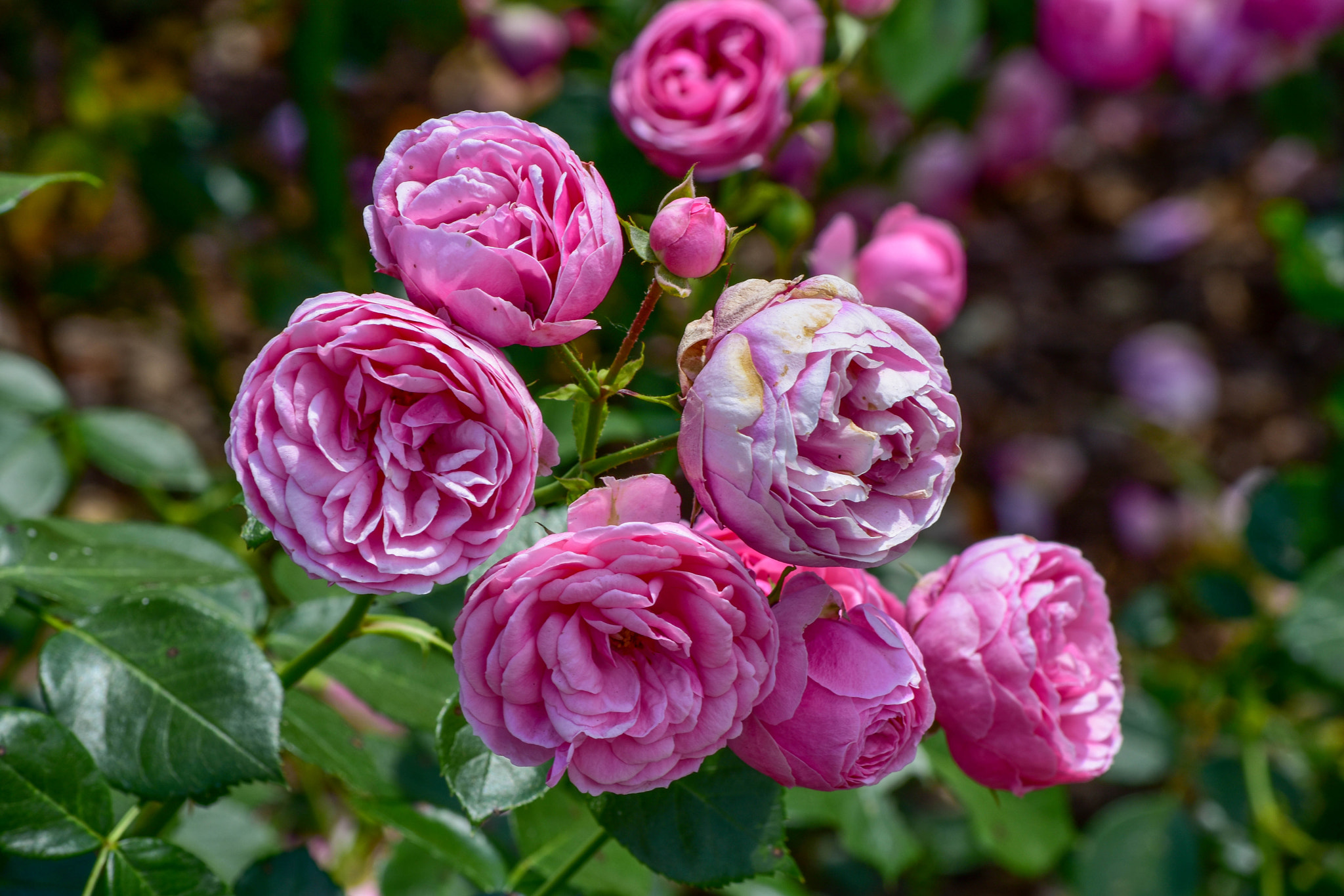 Nikon D7200 sample photo. Pink damask rose at vanderbilt garden photography