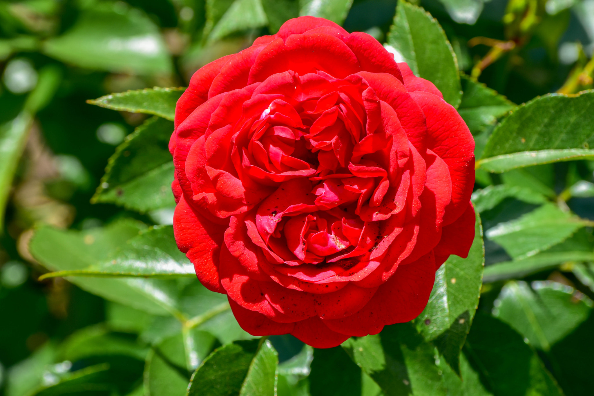 Nikon D7200 sample photo. Red tea rose at vanderbilt garden photography