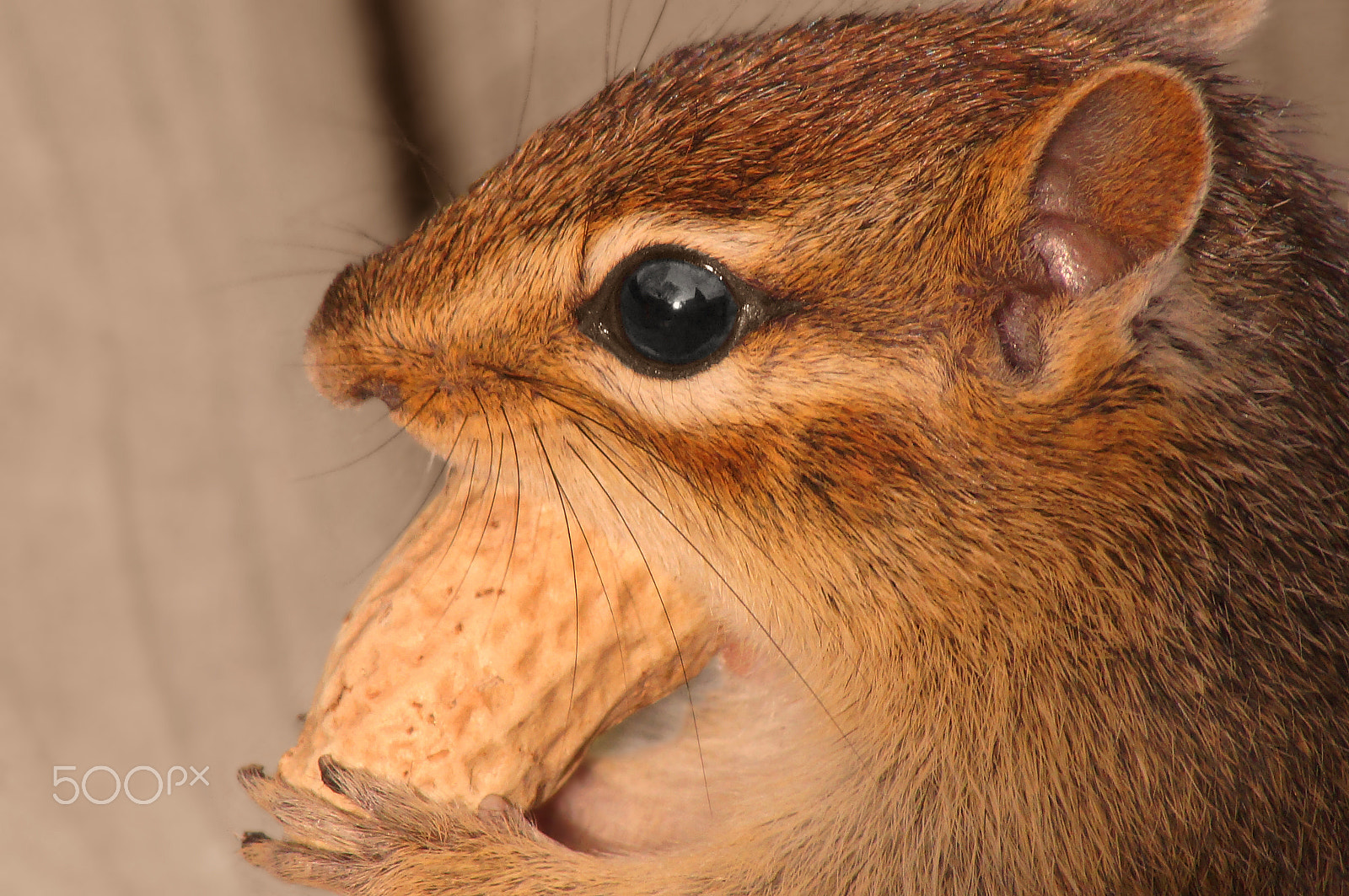 Sony 75-300mm F4.5-5.6 sample photo. Chippy photography