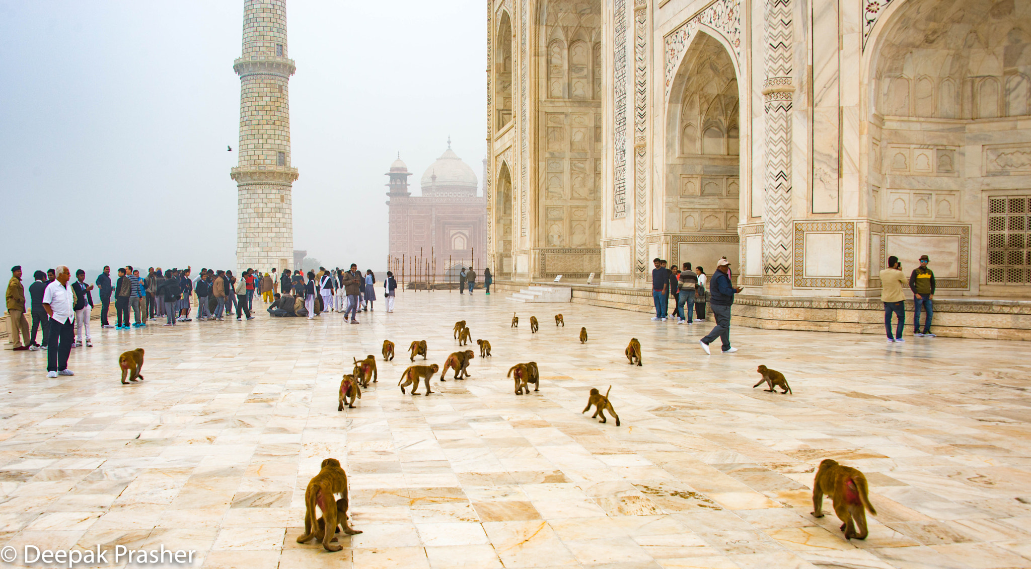 Nikon D800 sample photo. Monkeys invade taj mahal photography