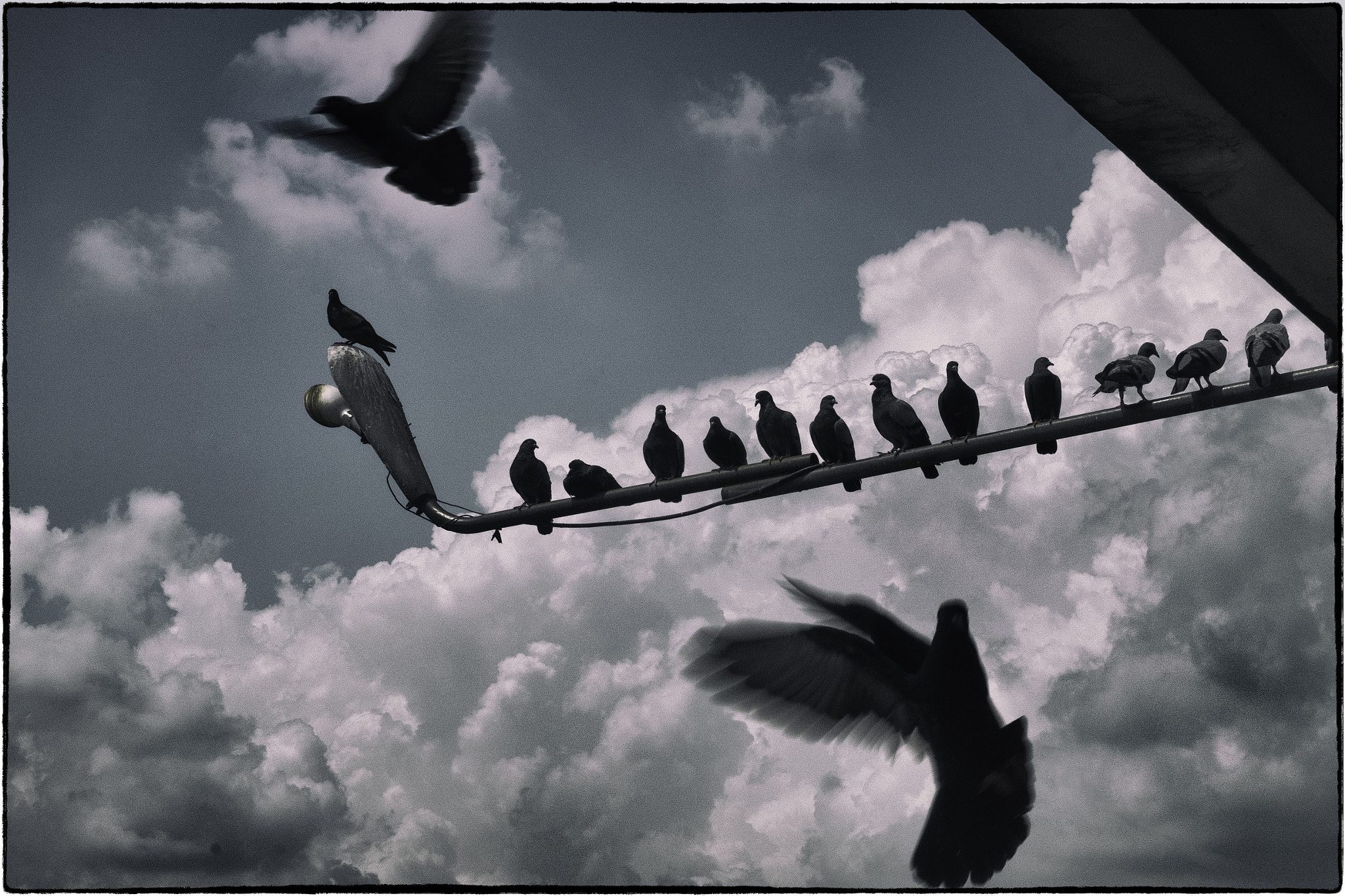 Fujifilm X-T1 sample photo. Pigeons scatter above a ferry pier, bangkok. photography