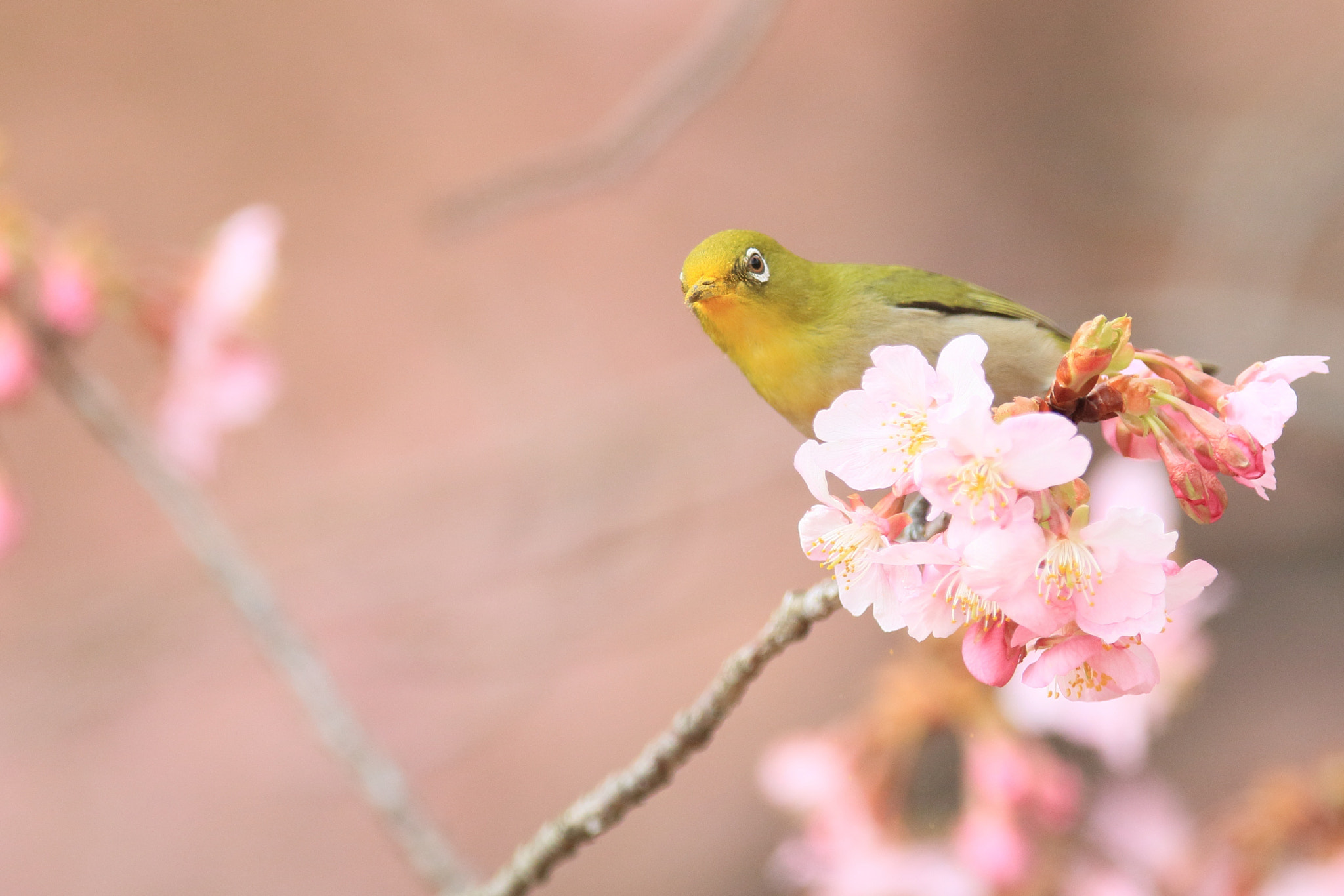 Canon EOS 7D Mark II + Canon EF 400mm F2.8L IS II USM sample photo. メジロ japanese white-eye photography