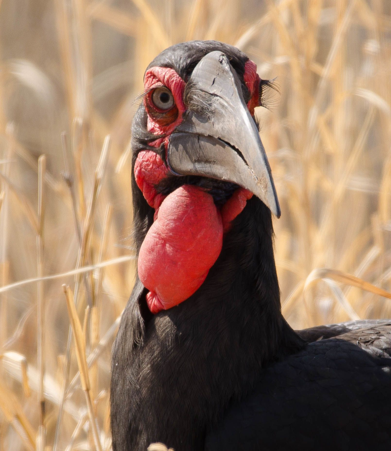 Sigma 150-600mm F5-6.3 DG OS HSM | C sample photo. Bird photography