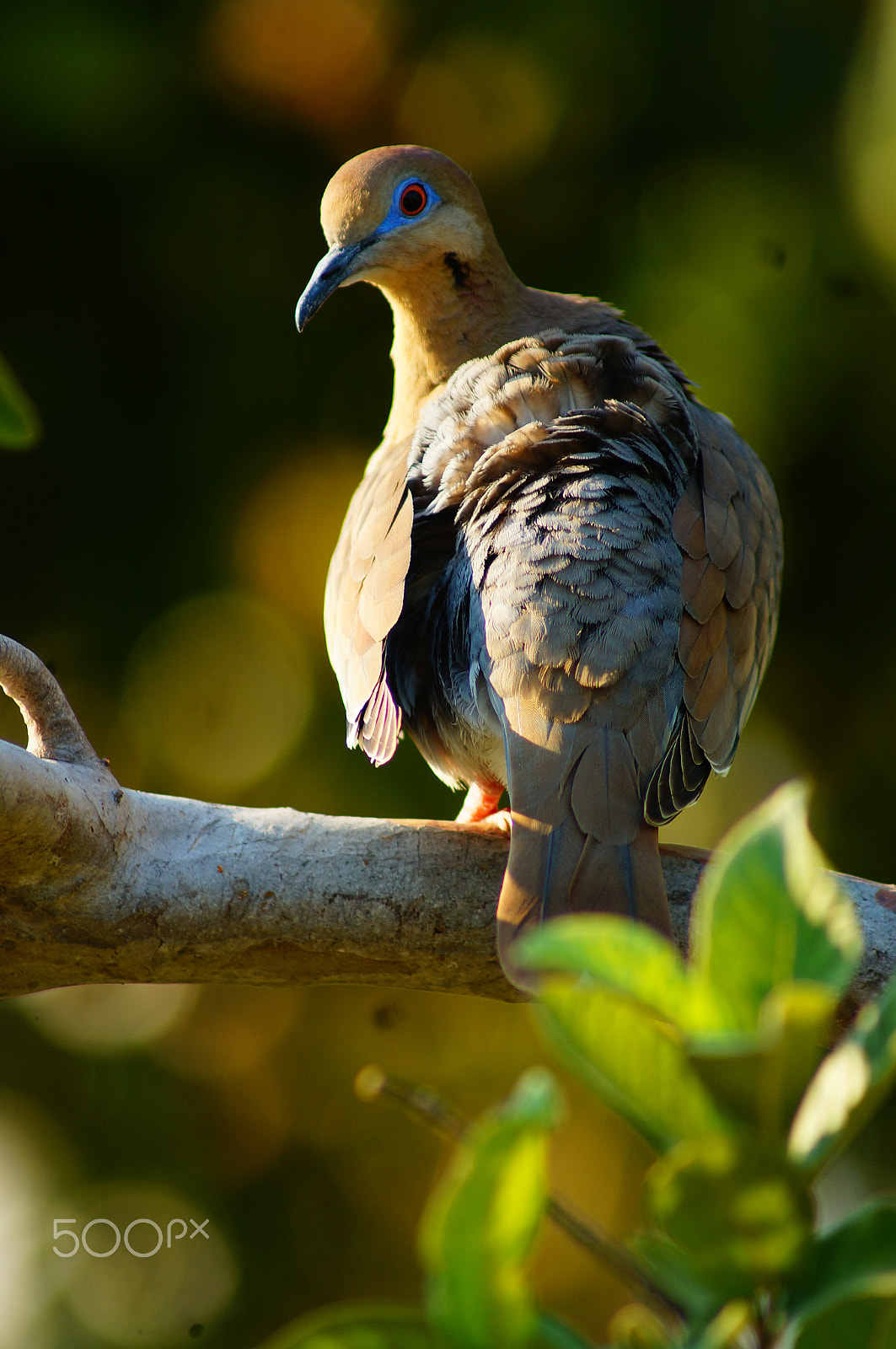 Sony 75-300mm F4.5-5.6 sample photo. Tortolita photography