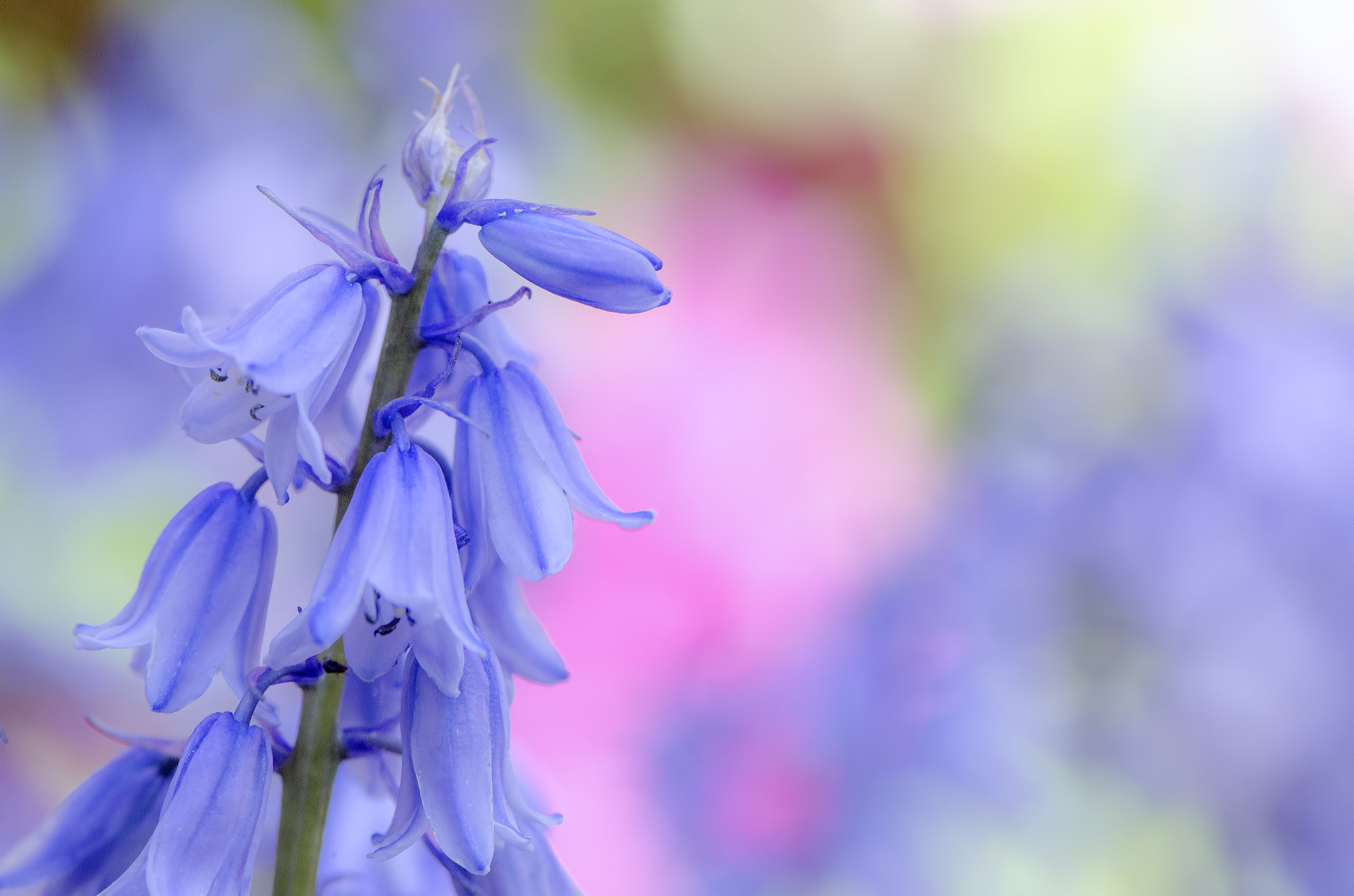 Nikon AF-S Micro-Nikkor 105mm F2.8G IF-ED VR sample photo. The bluebells photography