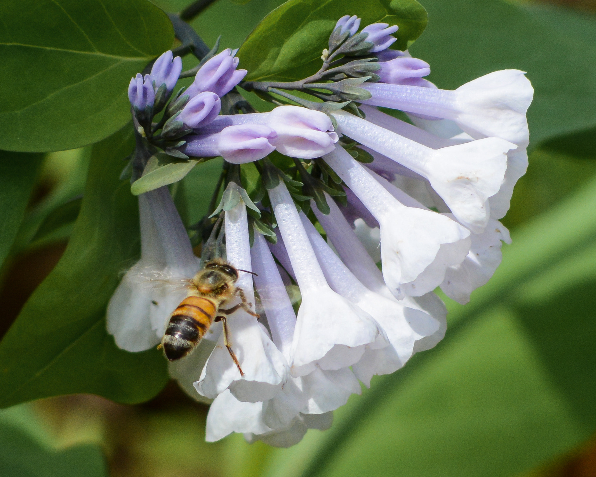 Nikon D7100 + AF Nikkor 70-210mm f/4-5.6 sample photo. Honeybee on virginia bluebells photography