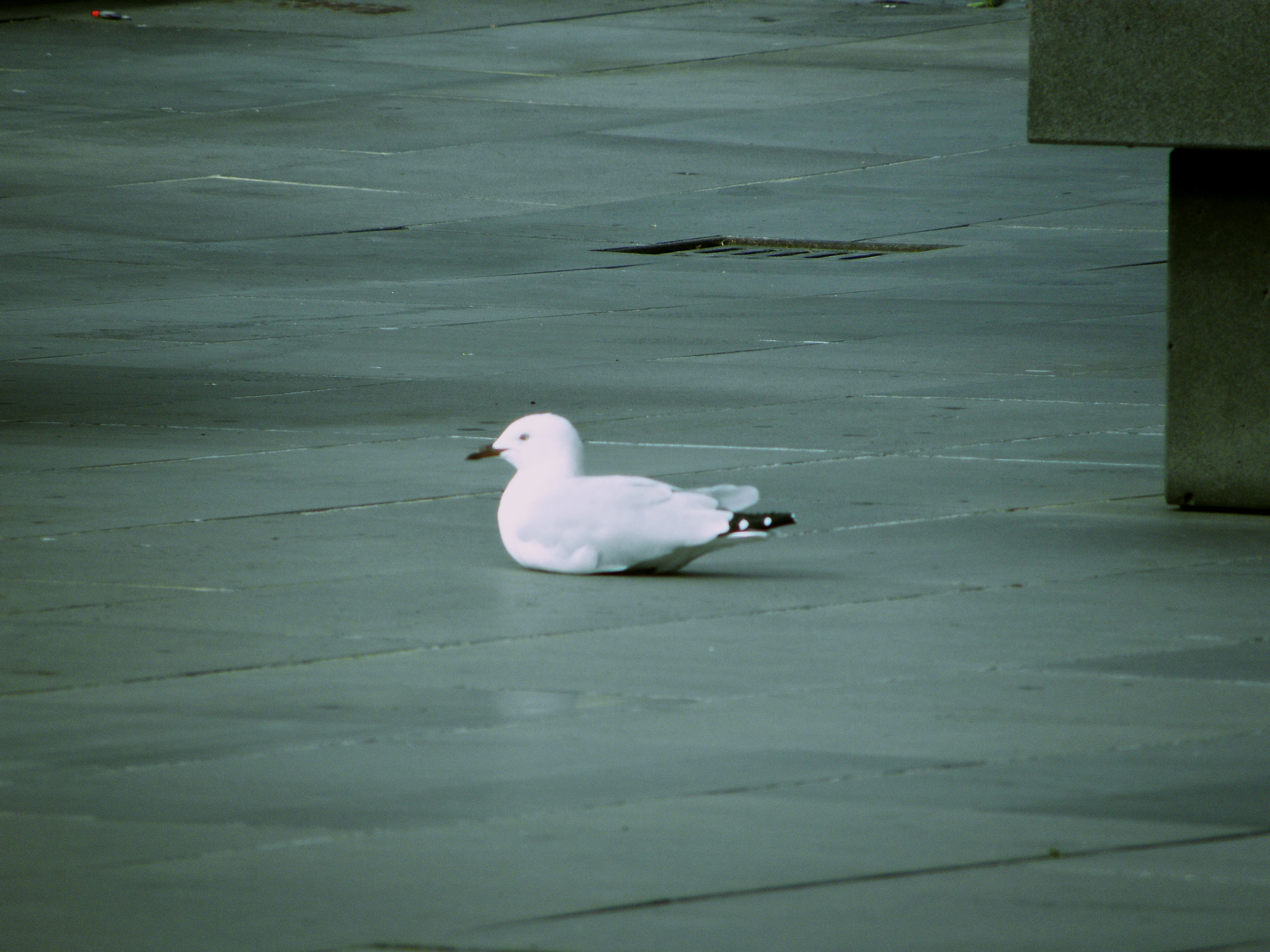 Olympus SP590UZ sample photo. Alone bird photography