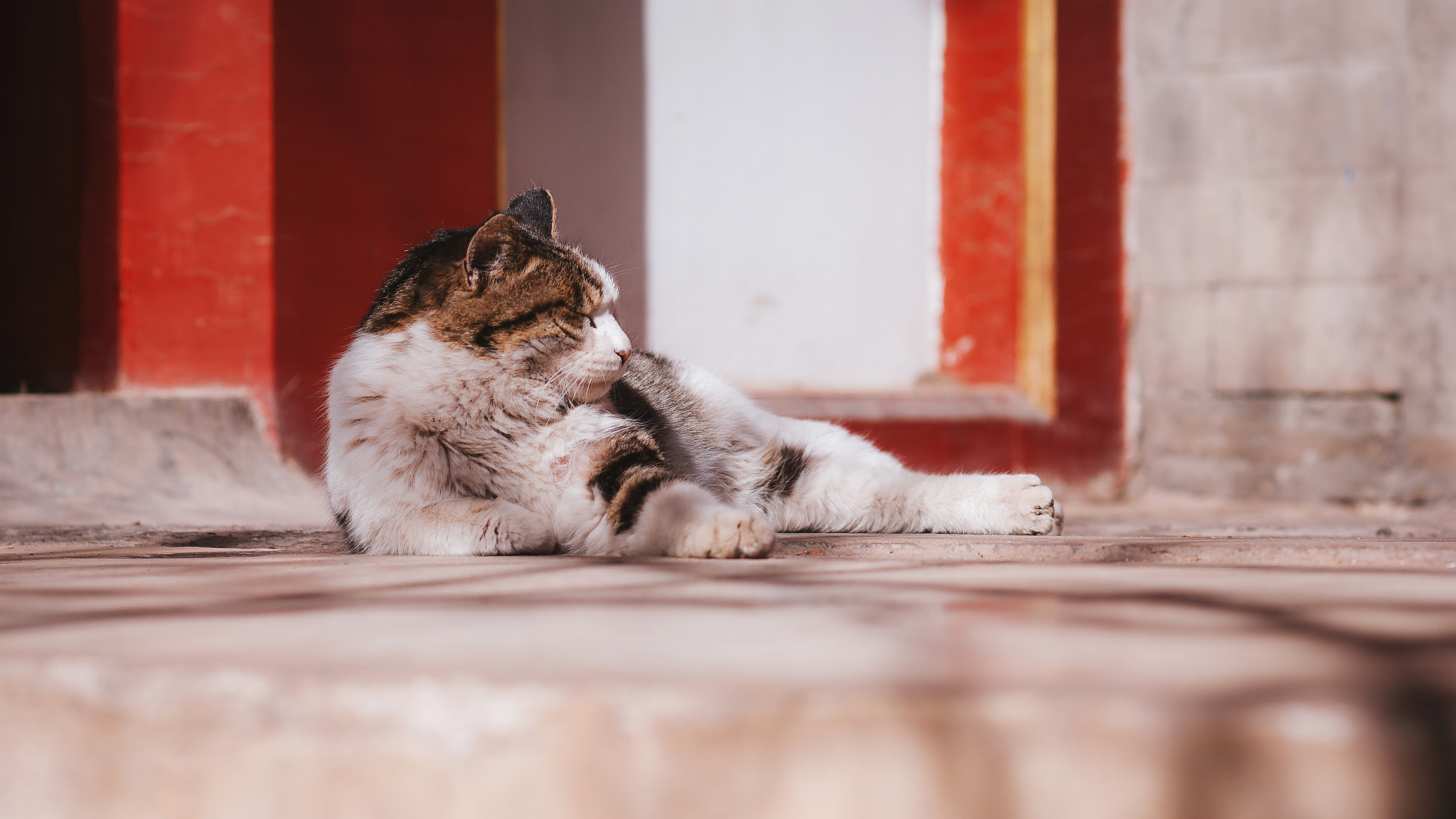 Nikon D80 + Nikon AF Nikkor 85mm F1.8D sample photo. Stray cat of the forbidden city photography