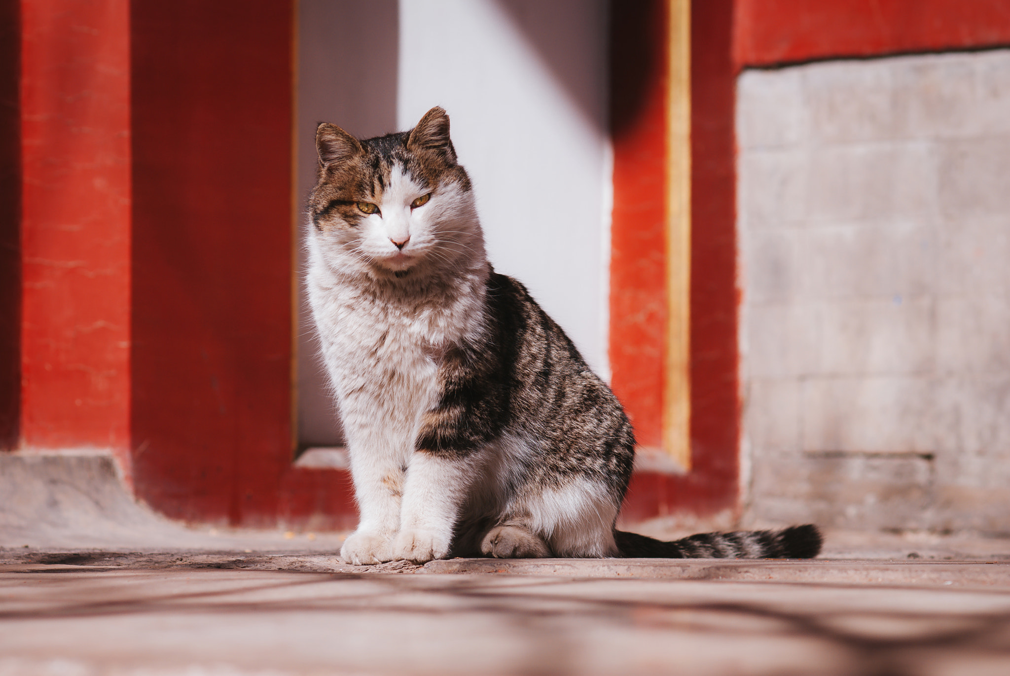 Nikon D80 sample photo. Stray cat of the forbidden city photography