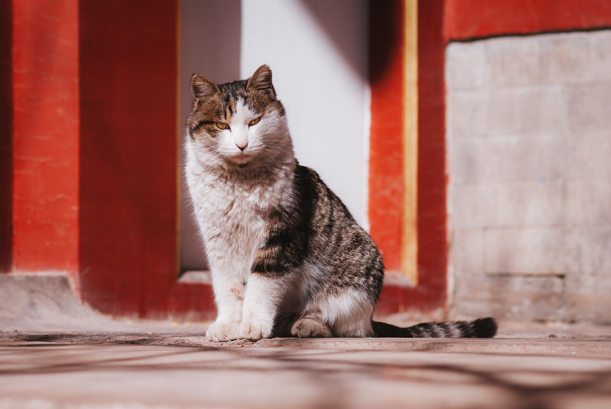 Nikon AF Nikkor 85mm F1.8D sample photo. Stray cat of the forbidden city photography