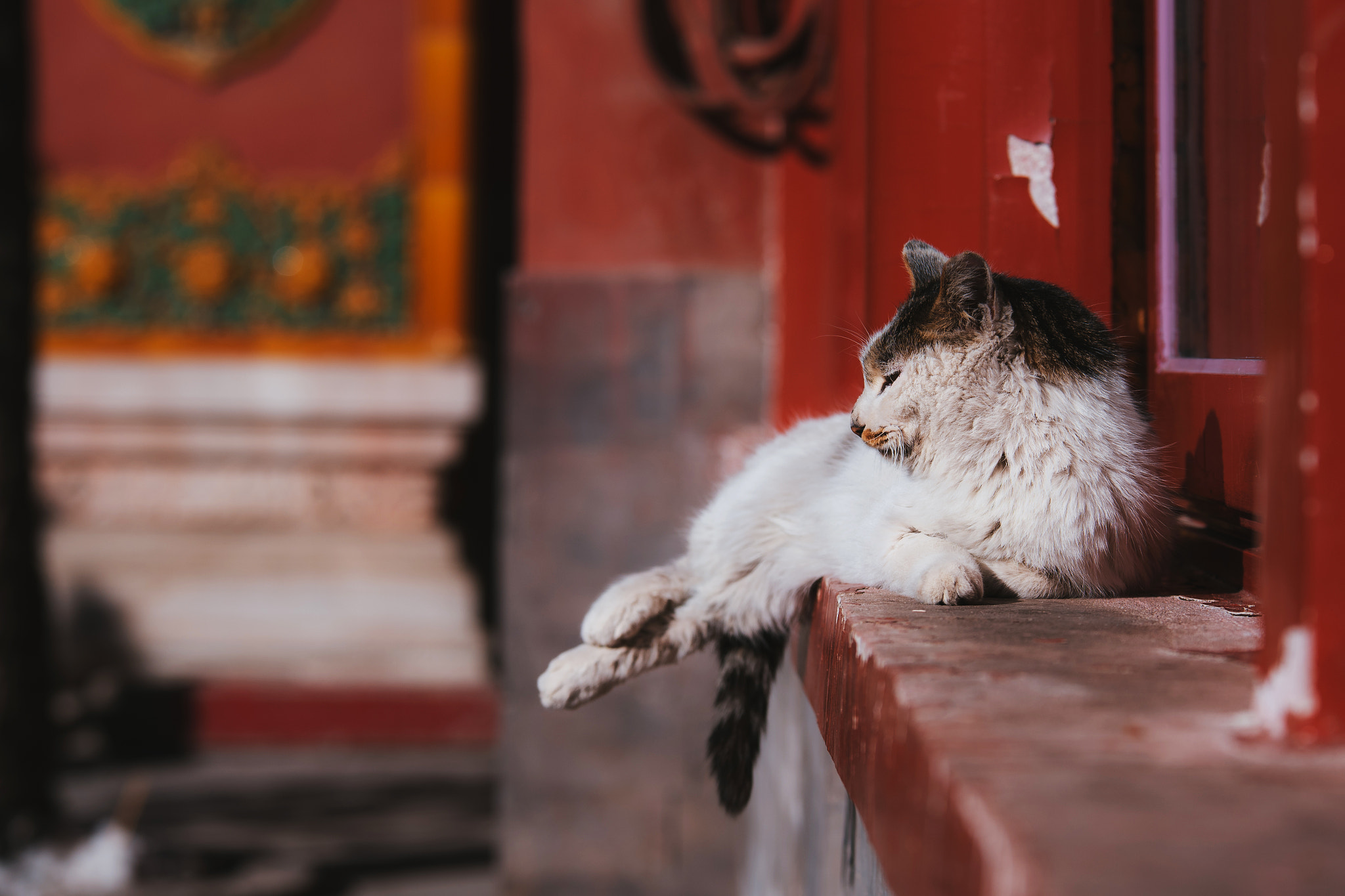 Nikon D750 + Sigma 70-200mm F2.8 EX DG OS HSM sample photo. Stray cat of the forbidden city photography
