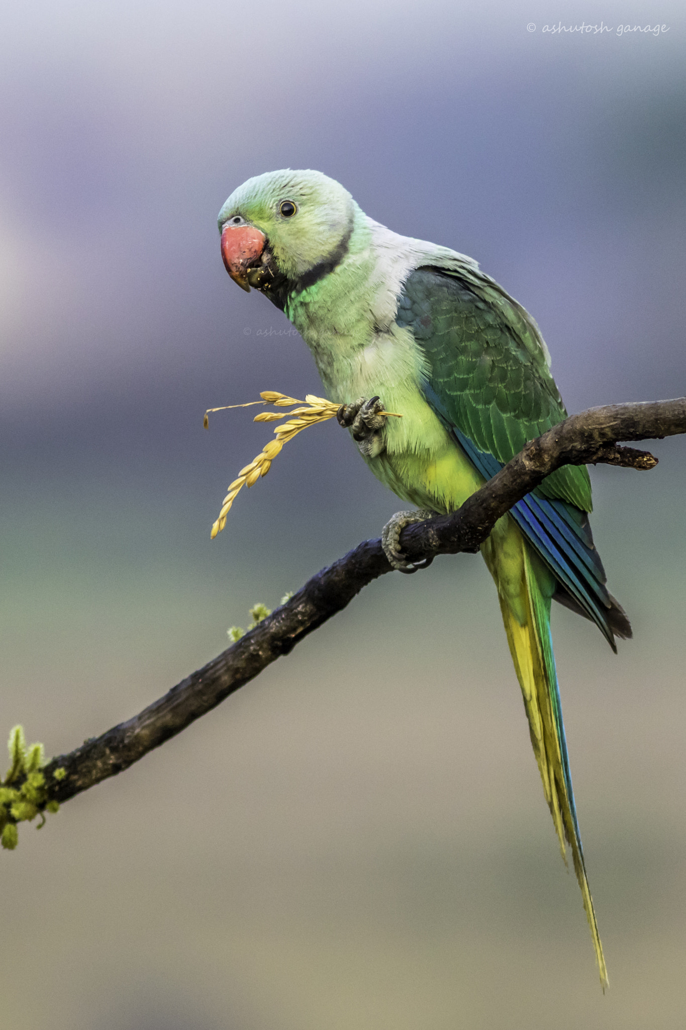 Canon EF 300mm F4L IS USM sample photo. Blue tailed parakeet photography