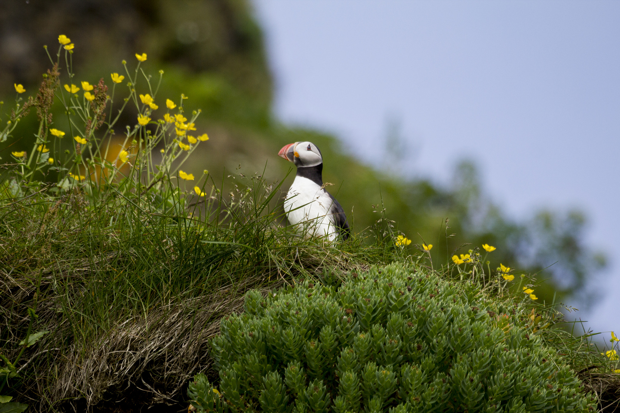 Canon EF 100-400mm F4.5-5.6L IS USM sample photo. Puffin photography