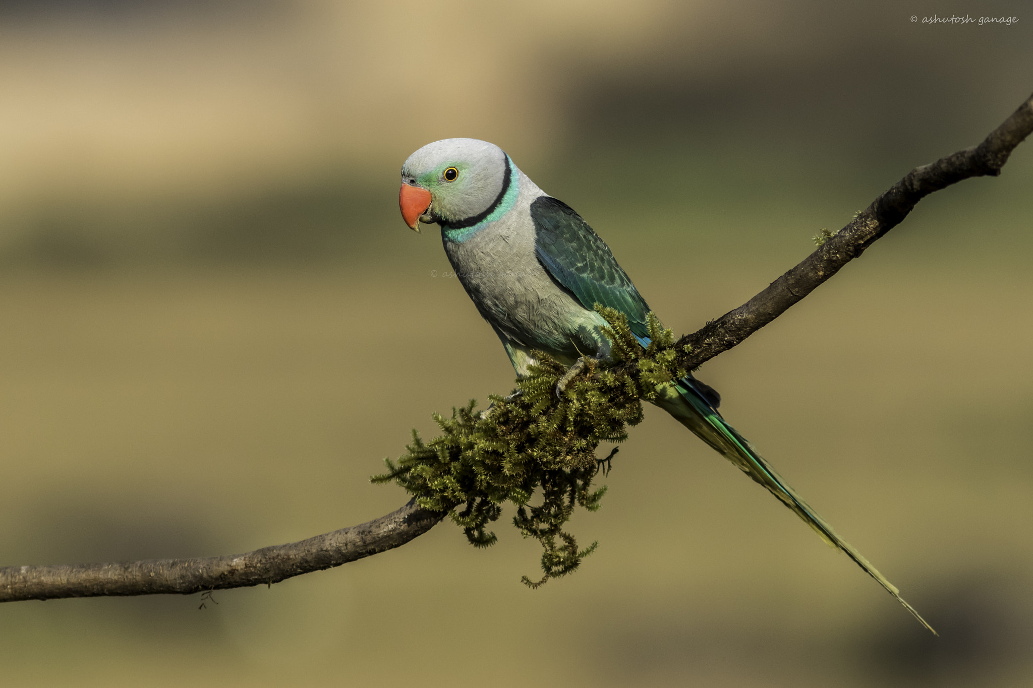 Canon EF 300mm F4L IS USM sample photo. Blue tailed parakeet photography