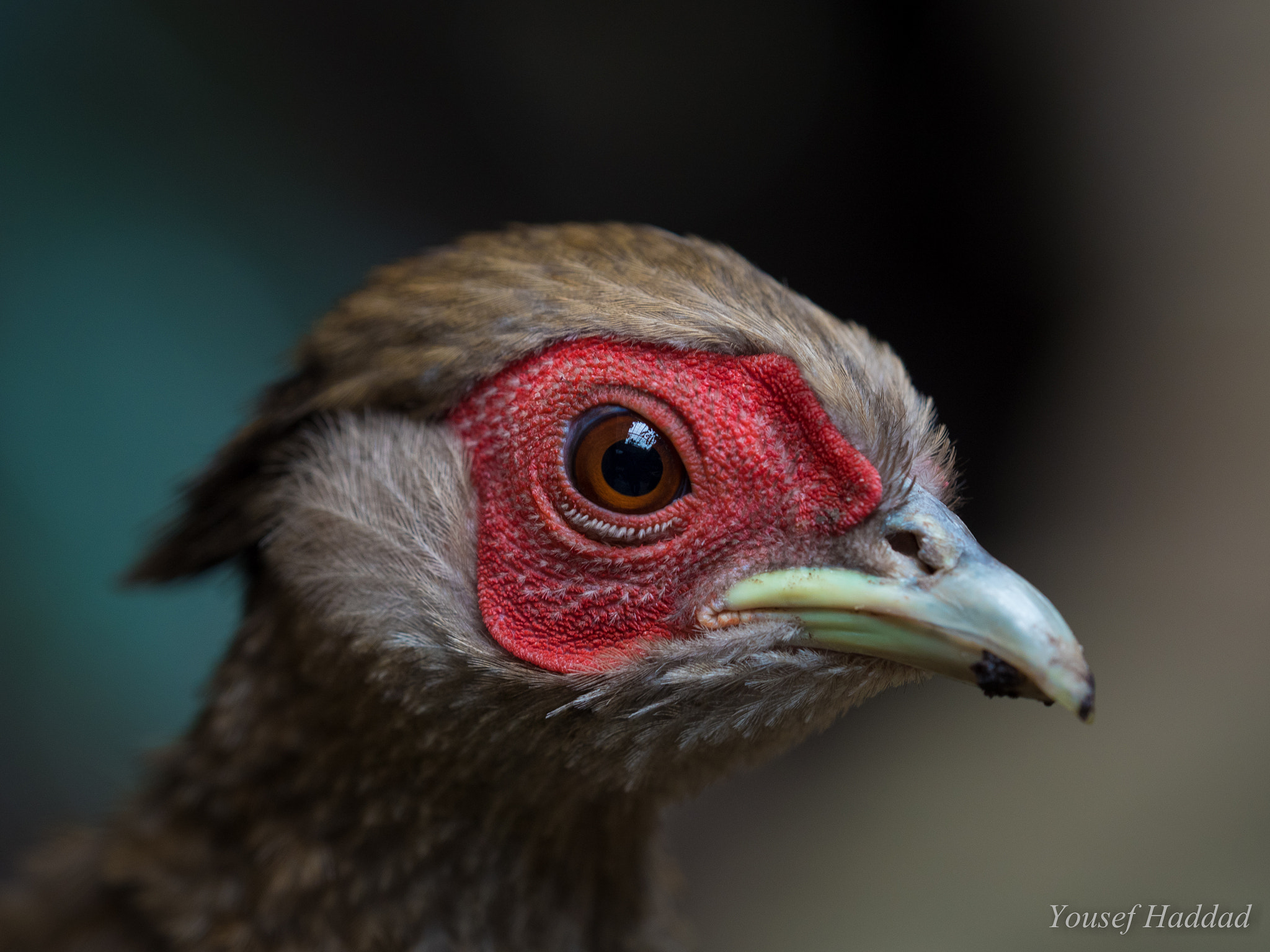 Olympus OM-D E-M5 II + Olympus M.Zuiko Digital ED 40-150mm F2.8 Pro sample photo. Chaco chachalaca photography