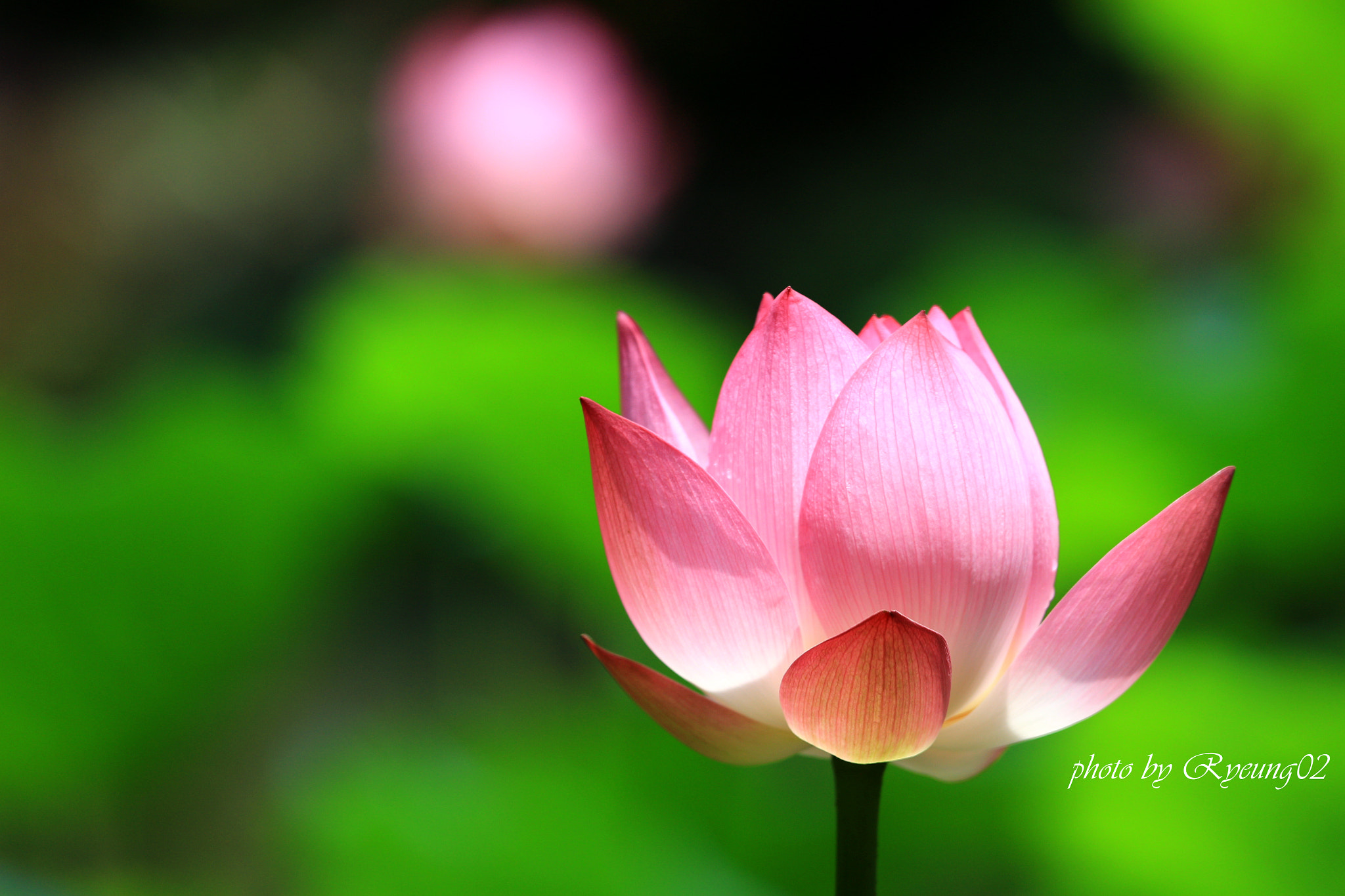 Canon EOS 100D (EOS Rebel SL1 / EOS Kiss X7) + Canon EF 70-200mm F4L IS USM sample photo. Lotus under sun photography