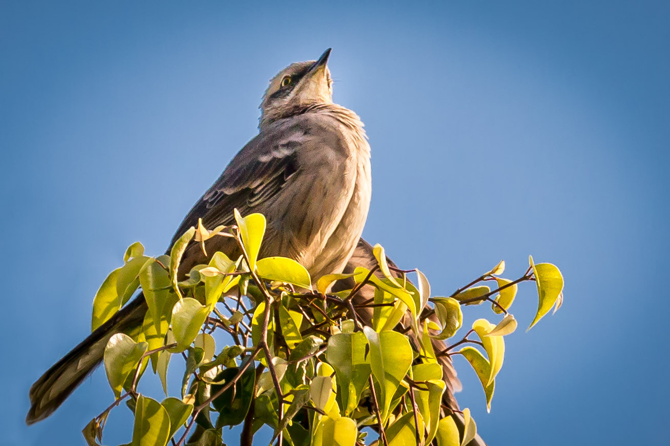 Canon EF 70-200mm F2.8L IS II USM sample photo. Joao de barro photography