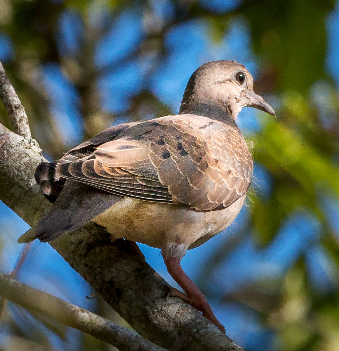 Canon EF 70-200mm F2.8L IS II USM sample photo. Joao de barro photography