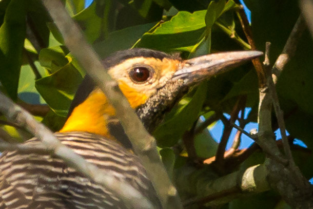 Canon EF 70-200mm F2.8L IS II USM sample photo. Pica pau amarelo photography