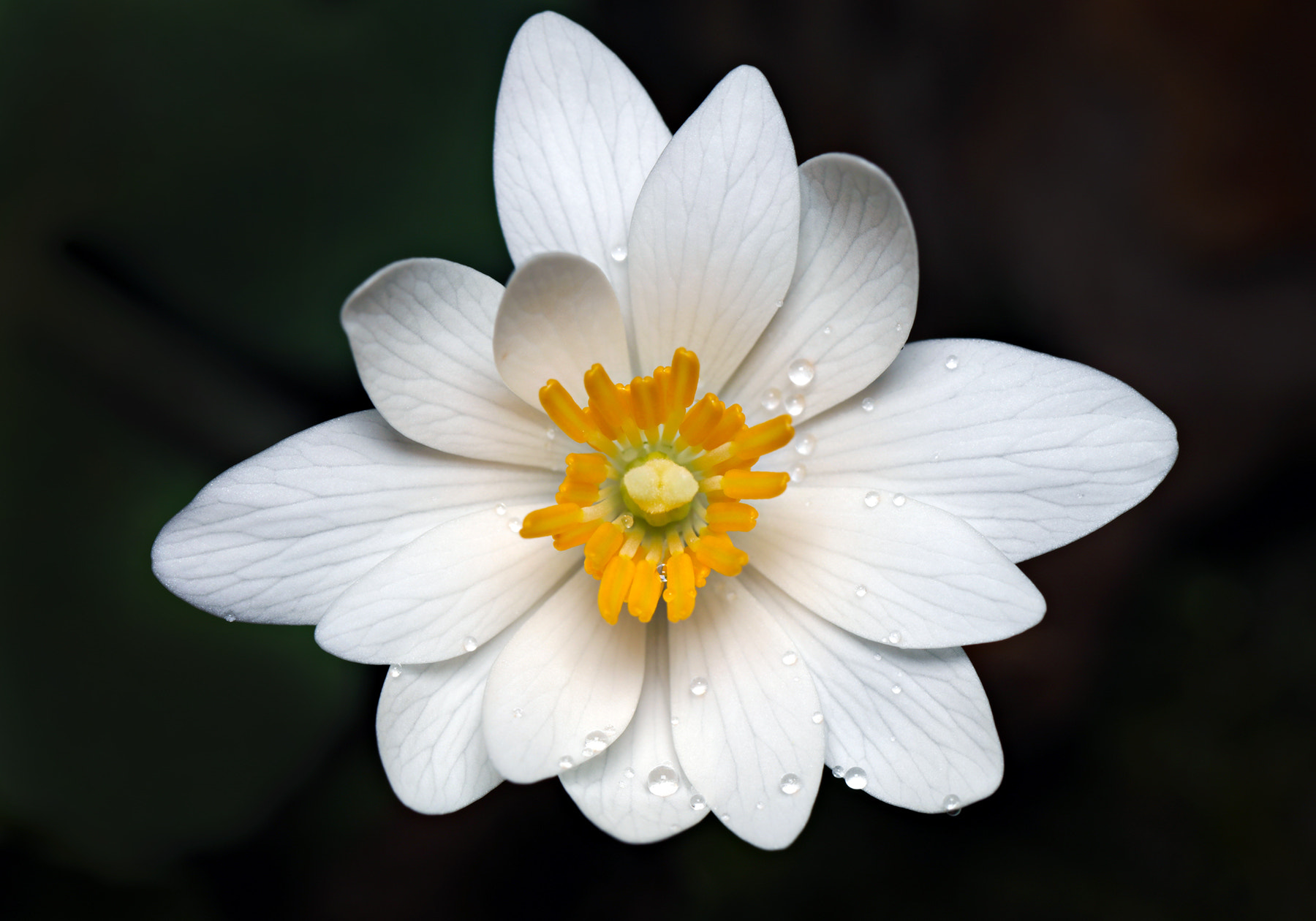 Canon EF 100mm F2.8L Macro IS USM sample photo. A wildflower in the rain. photography