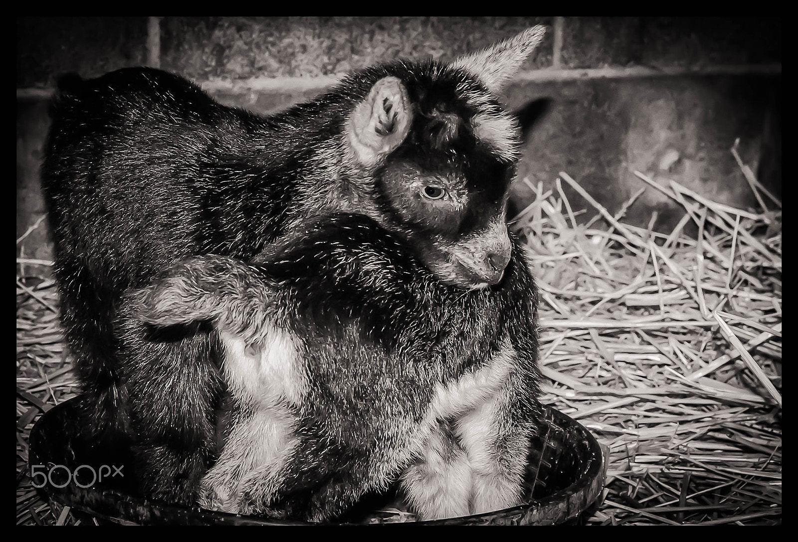 Nikon D750 + Nikon AF-S DX Nikkor 35mm F1.8G sample photo. Double cuteness photography