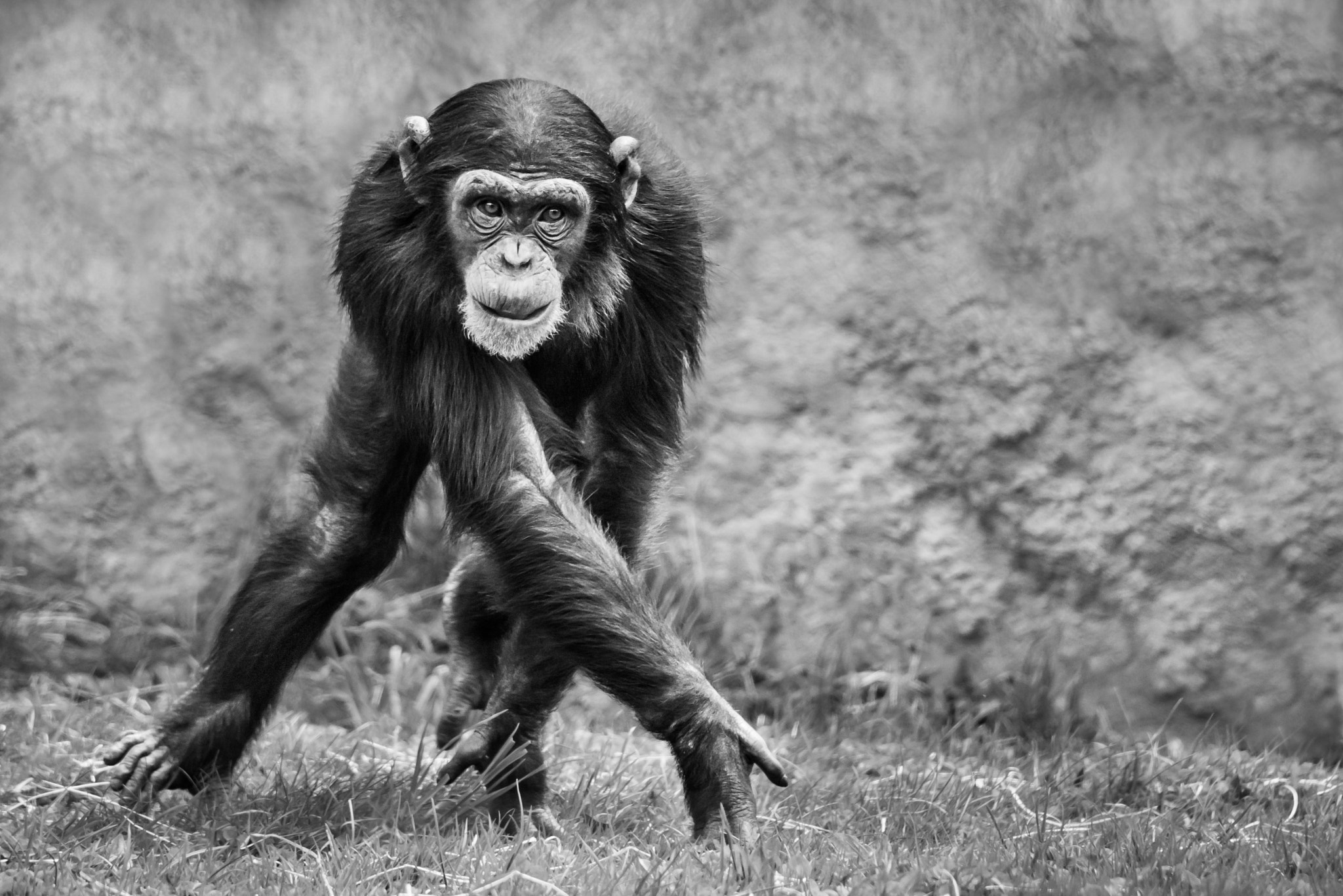 Nikon D800 sample photo. Chimpanzee photography