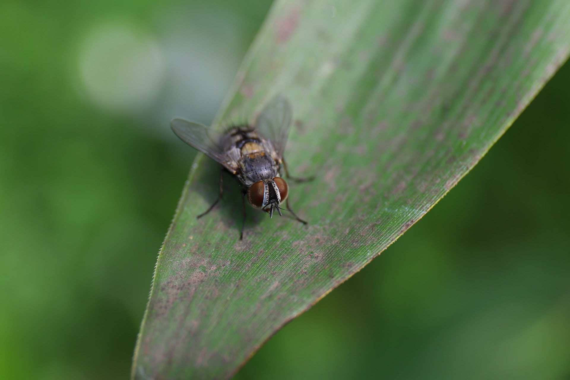 Canon EF 24-70mm F4L IS USM sample photo