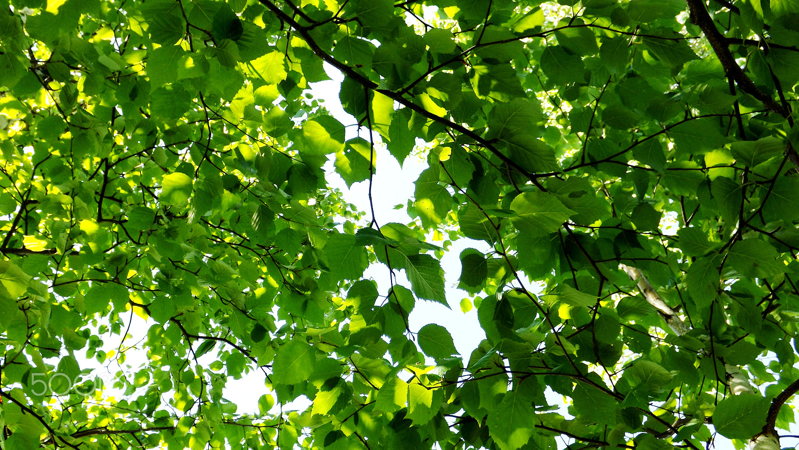 Fujifilm FinePix S4300 sample photo. Birch tree leaves photography