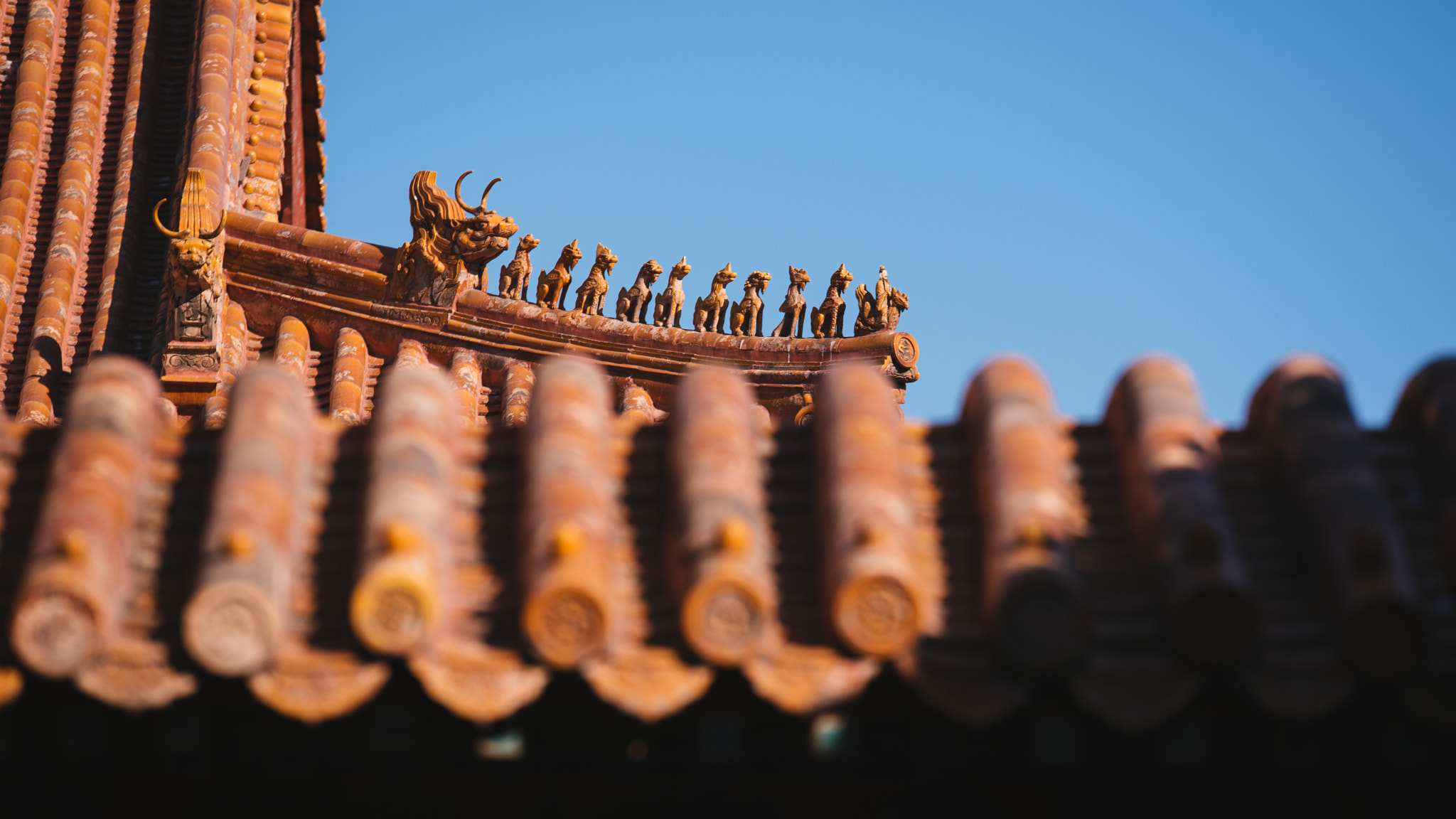 Sigma 70-200mm F2.8 EX DG OS HSM sample photo. Stray cat of the forbidden city photography