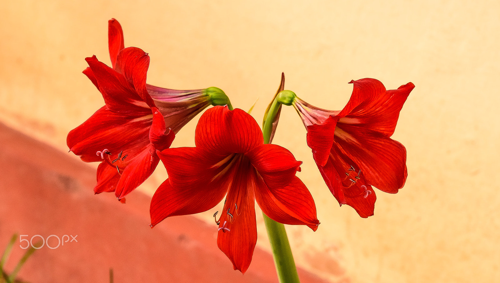 Nikon AF-S Nikkor 24-120mm F4G ED VR sample photo. Lilies photography