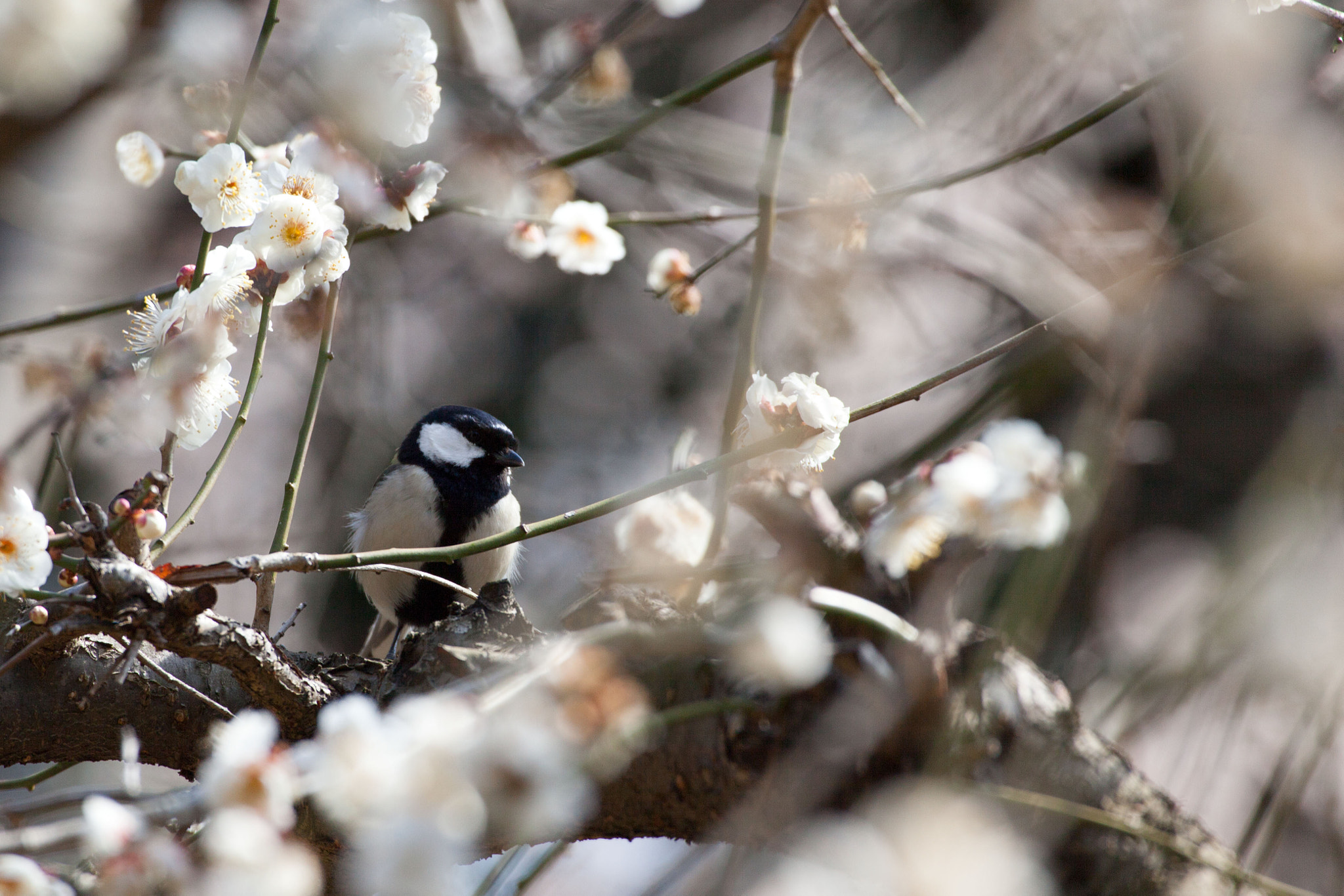 Canon EOS 5D Mark II + Canon EF 100-400mm F4.5-5.6L IS USM sample photo. Spring has come！ photography